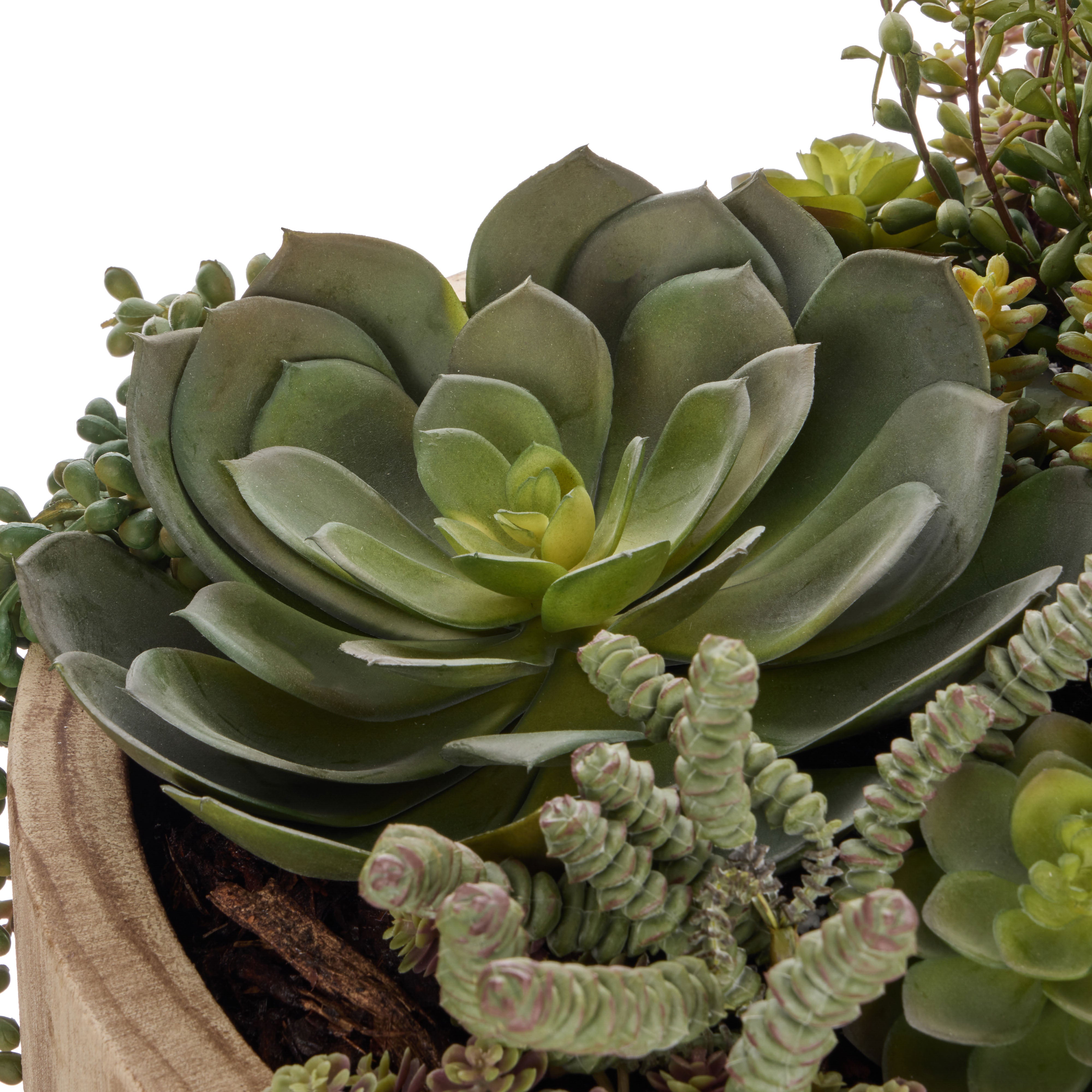 Rogue Jelly Bean Sedum Mix - Dansk Green & Burgundy