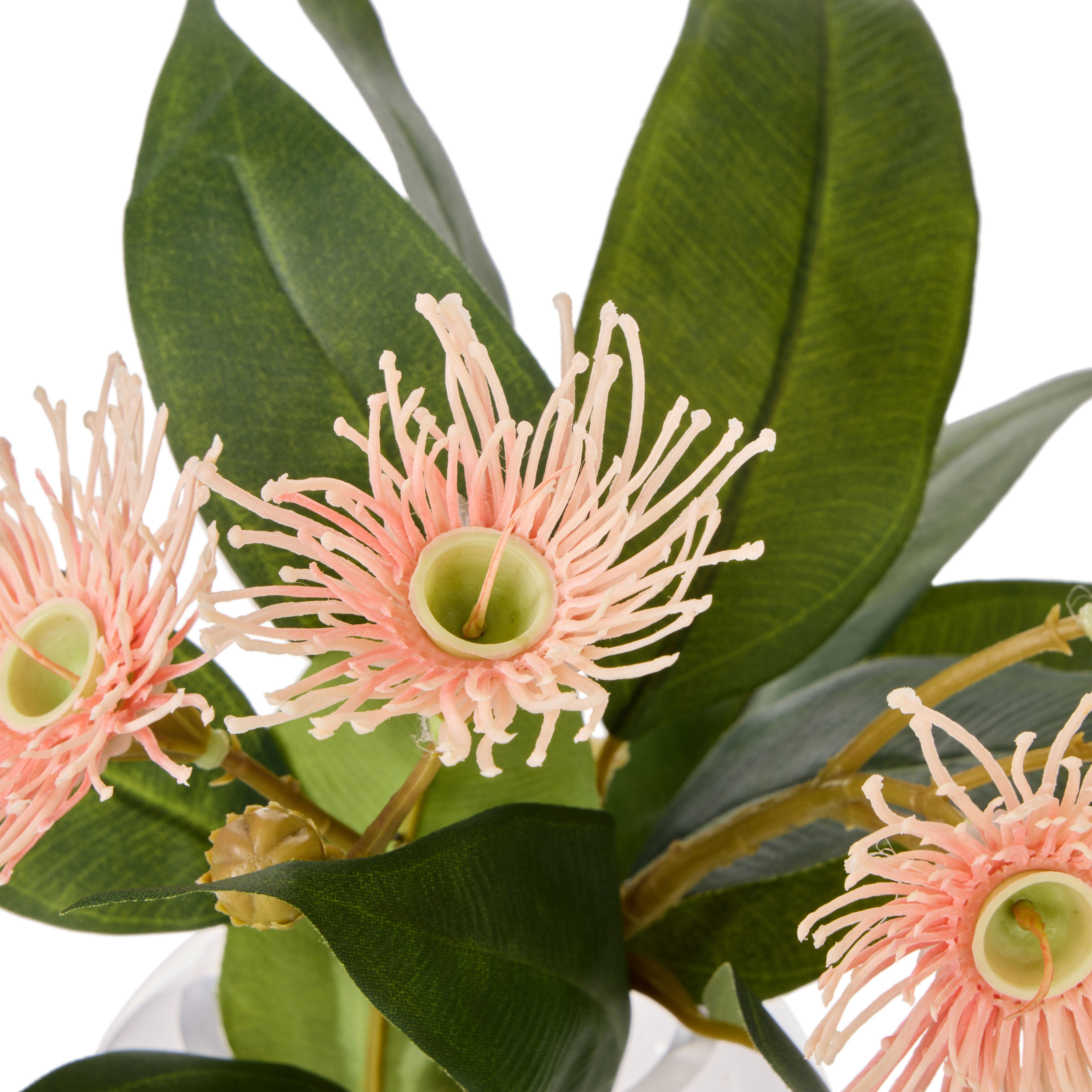 Rogue Flowering Eucalyptus - Sphere Pink & Green