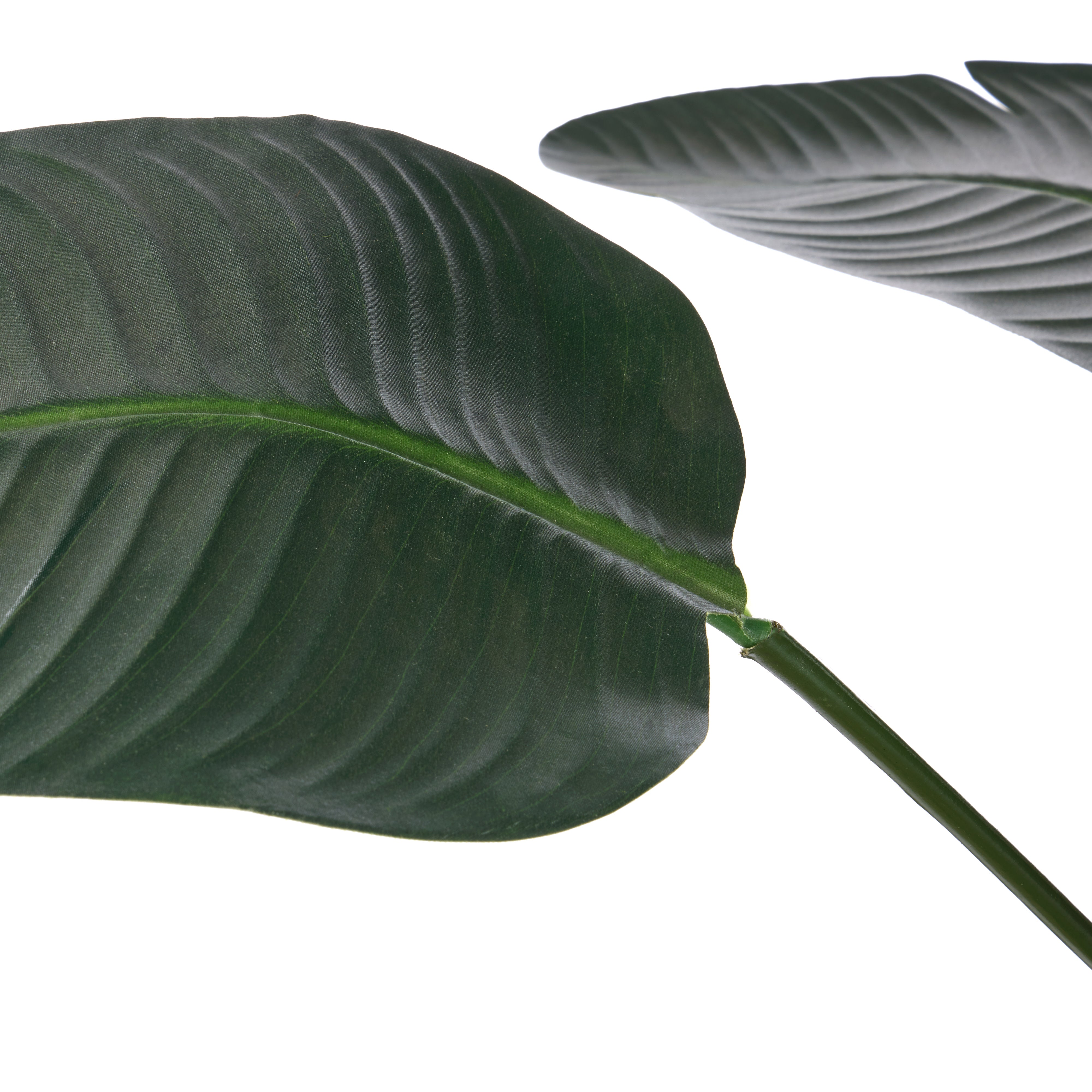 Rogue Giant Bird of Paradise - Cylinder Planter 200cm