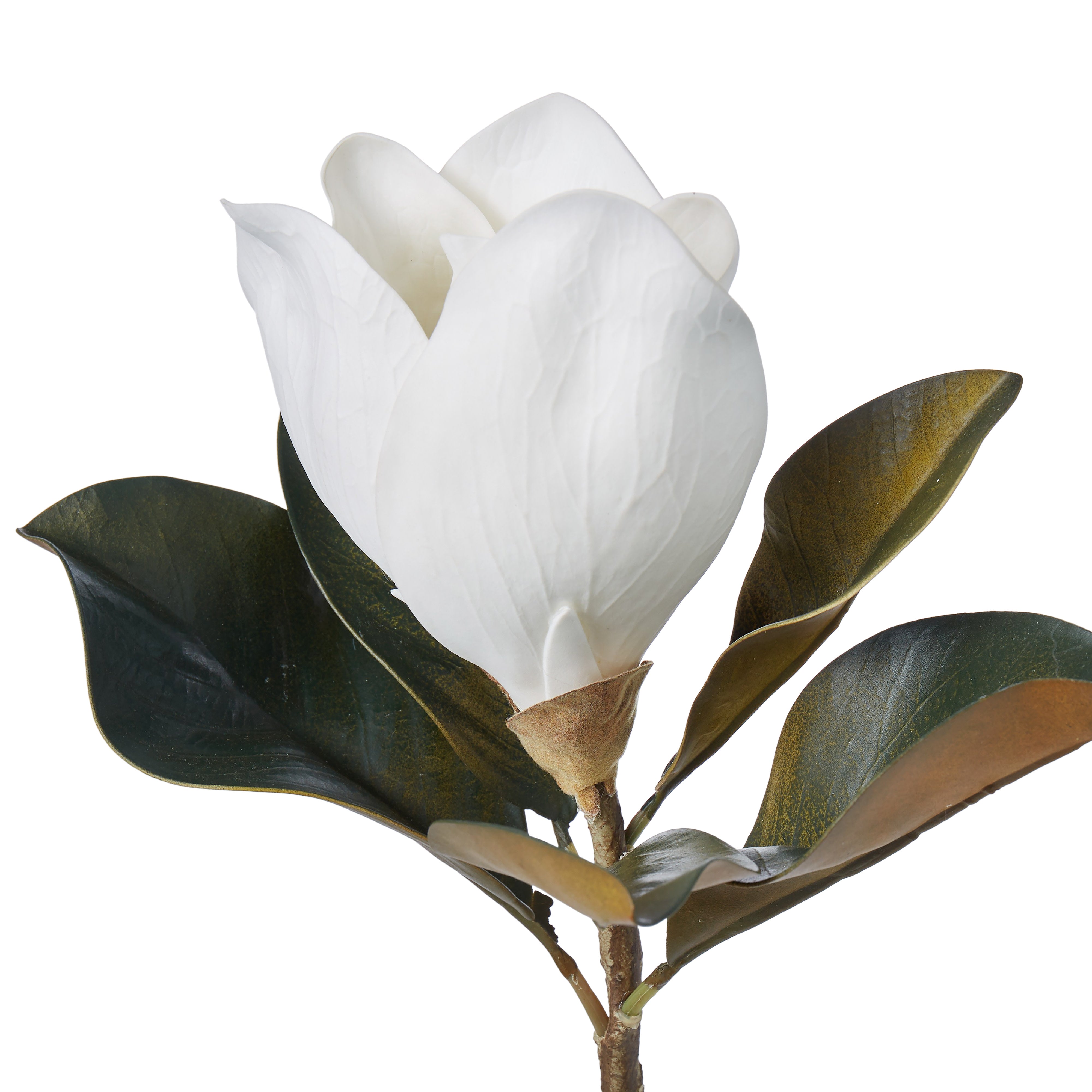 Rogue Magnolia Grandiflora 10x14x66cm