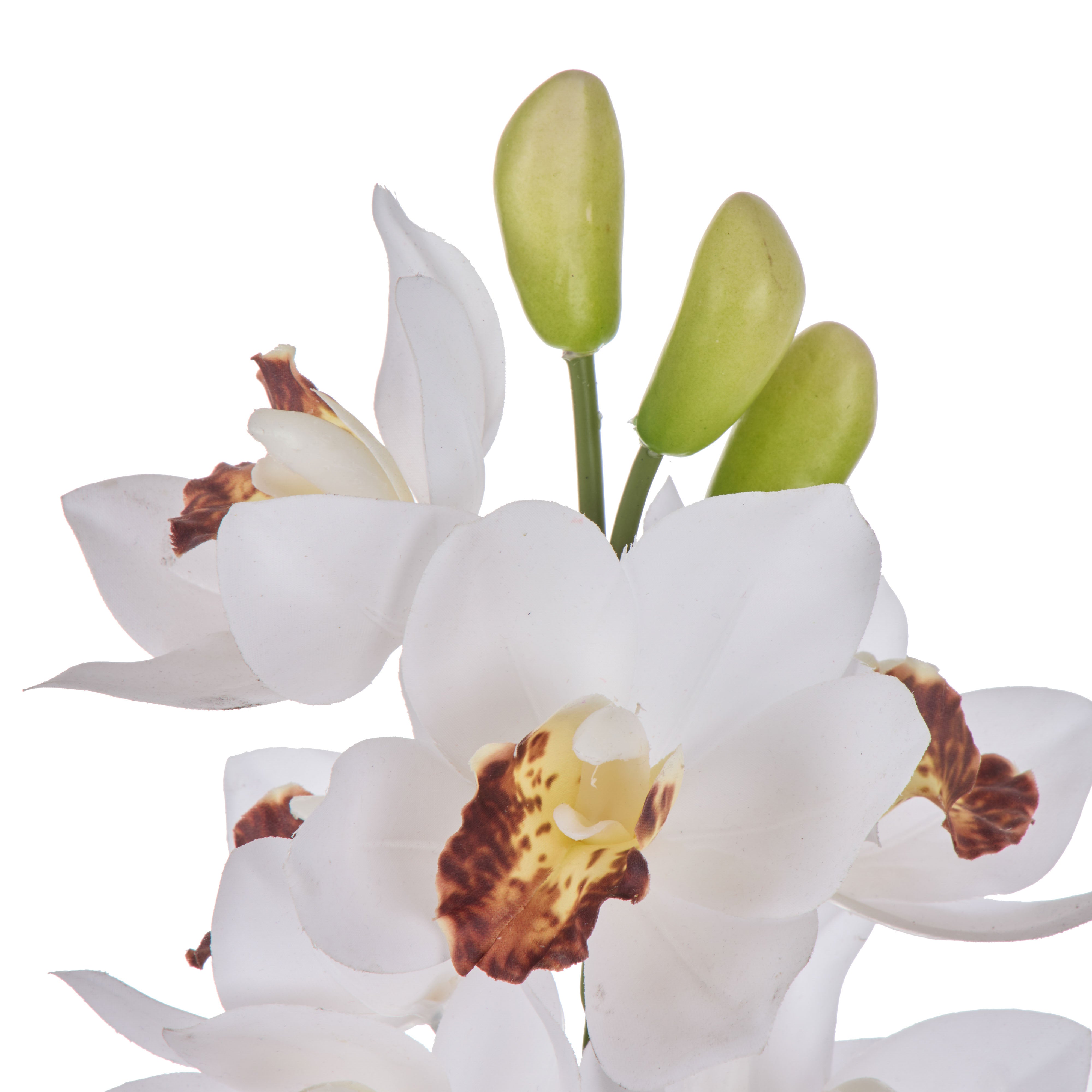 Rogue Cymbidium Spray White