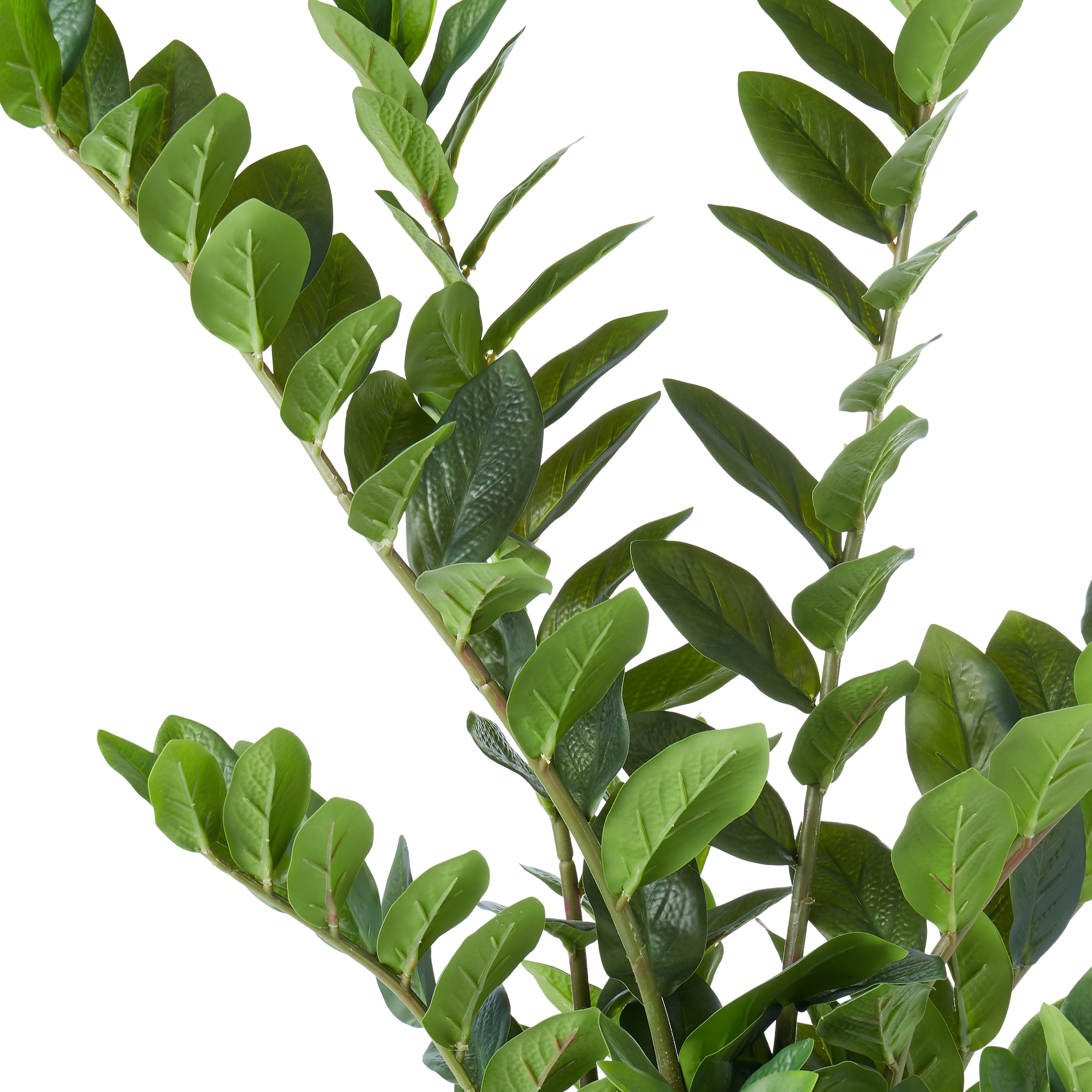 Rogue Zanzibar Gem - Garden Pot 90cm
