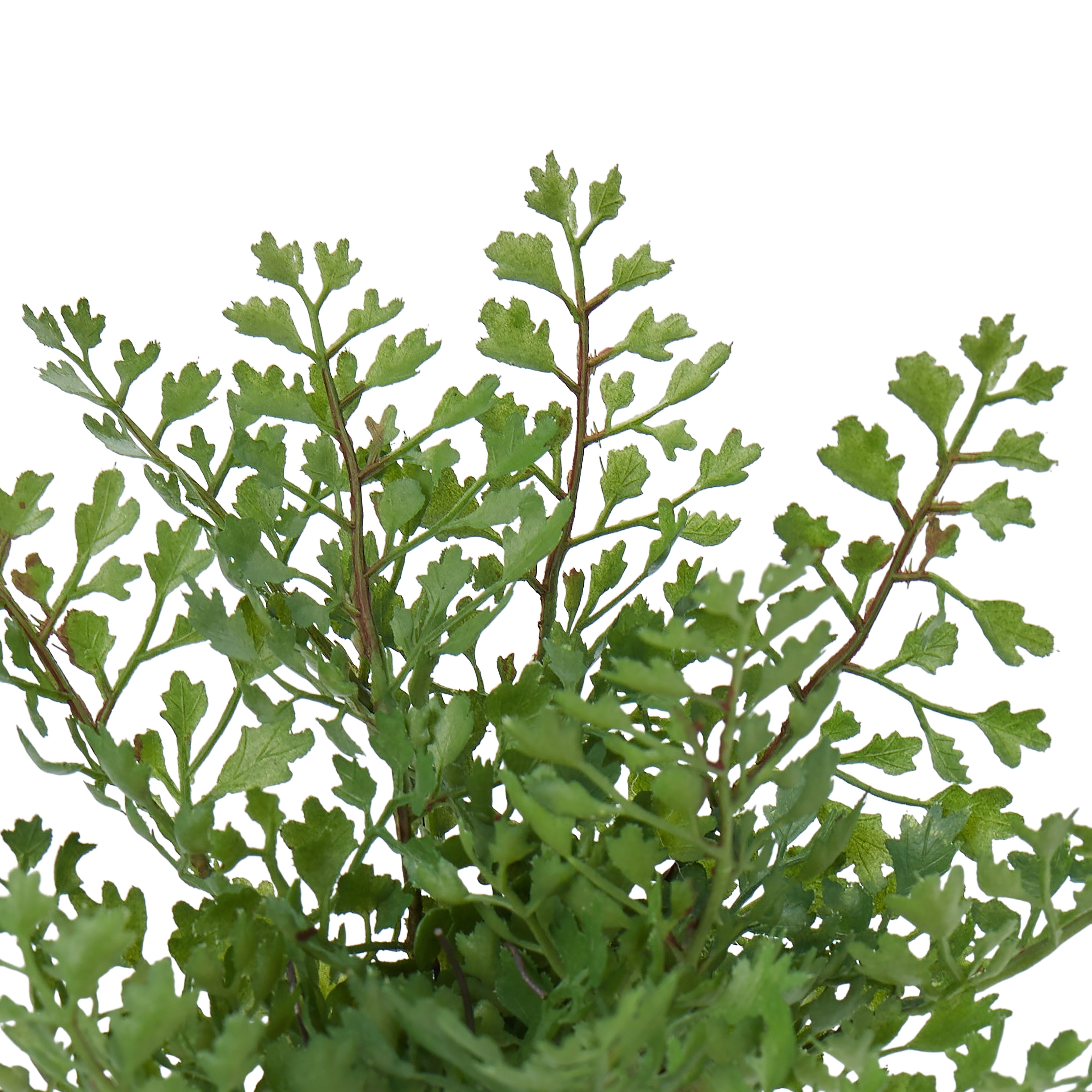 Rogue Maiden Hair Fern 20cm