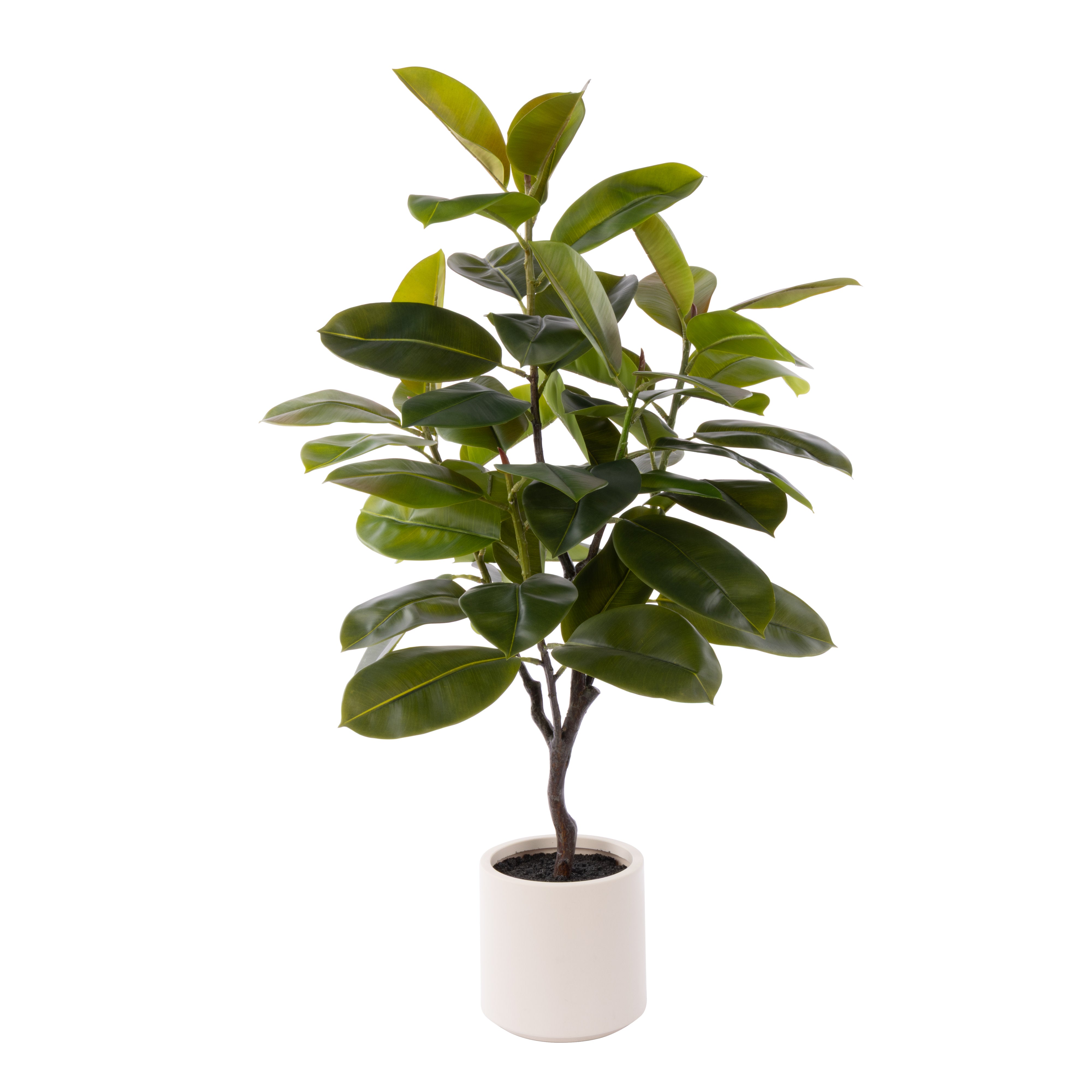 Rogue Rubber Tree Potted 115cm
