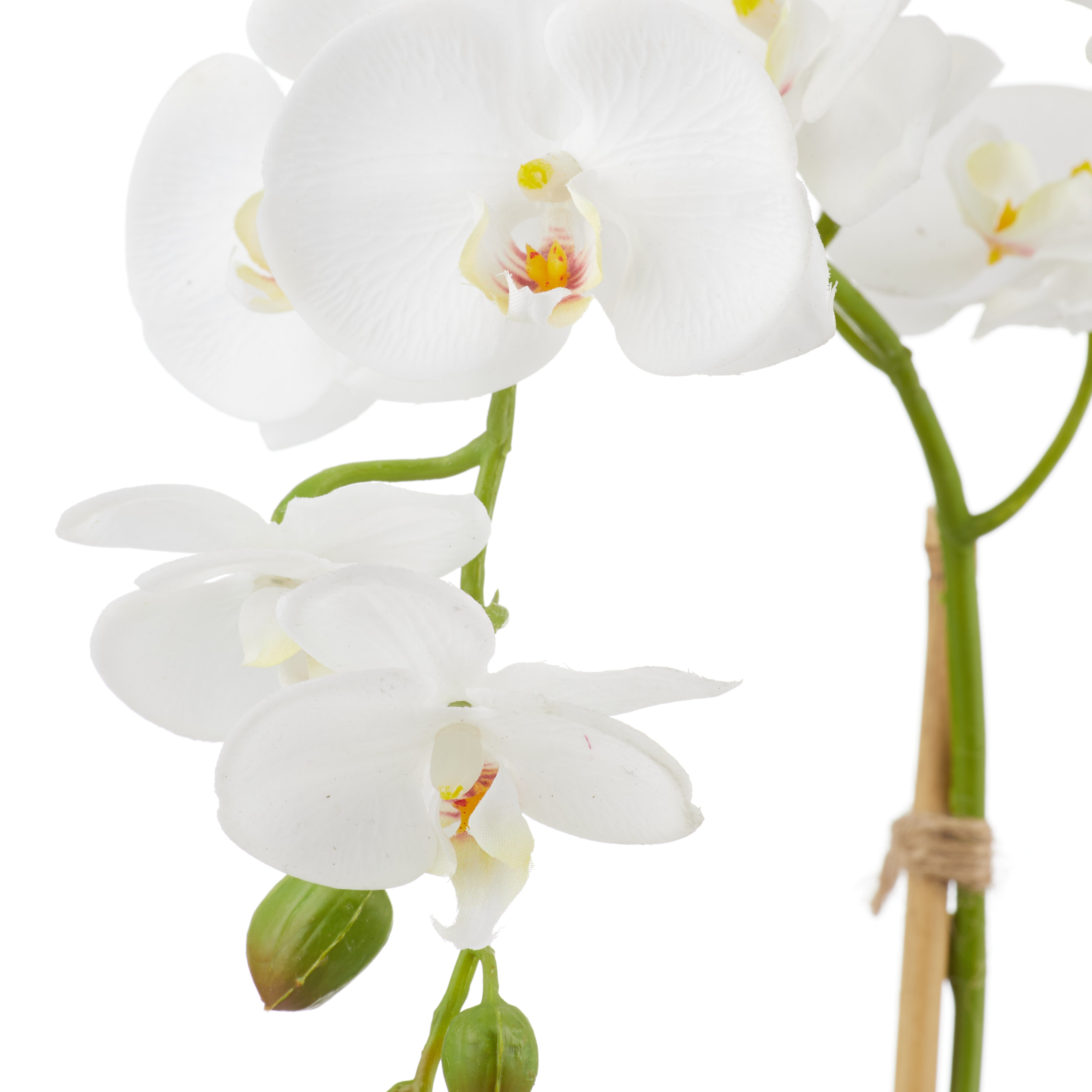 Rogue Phalaenopsis Stem - Classic Bowl 56cm