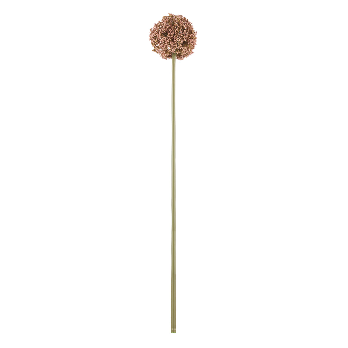 Rogue Allium Spray Mauve