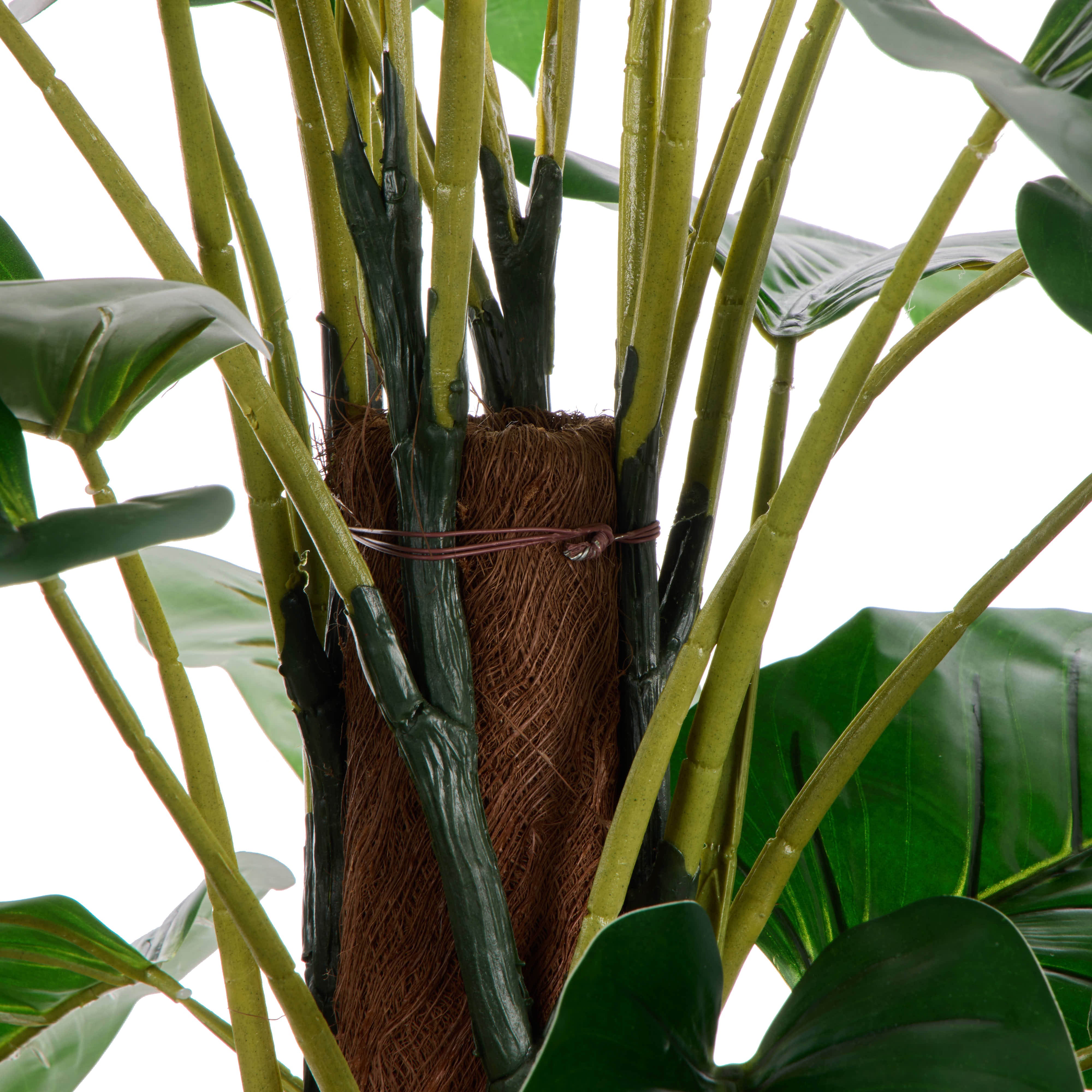 Rogue Philodendron - Trillium UV