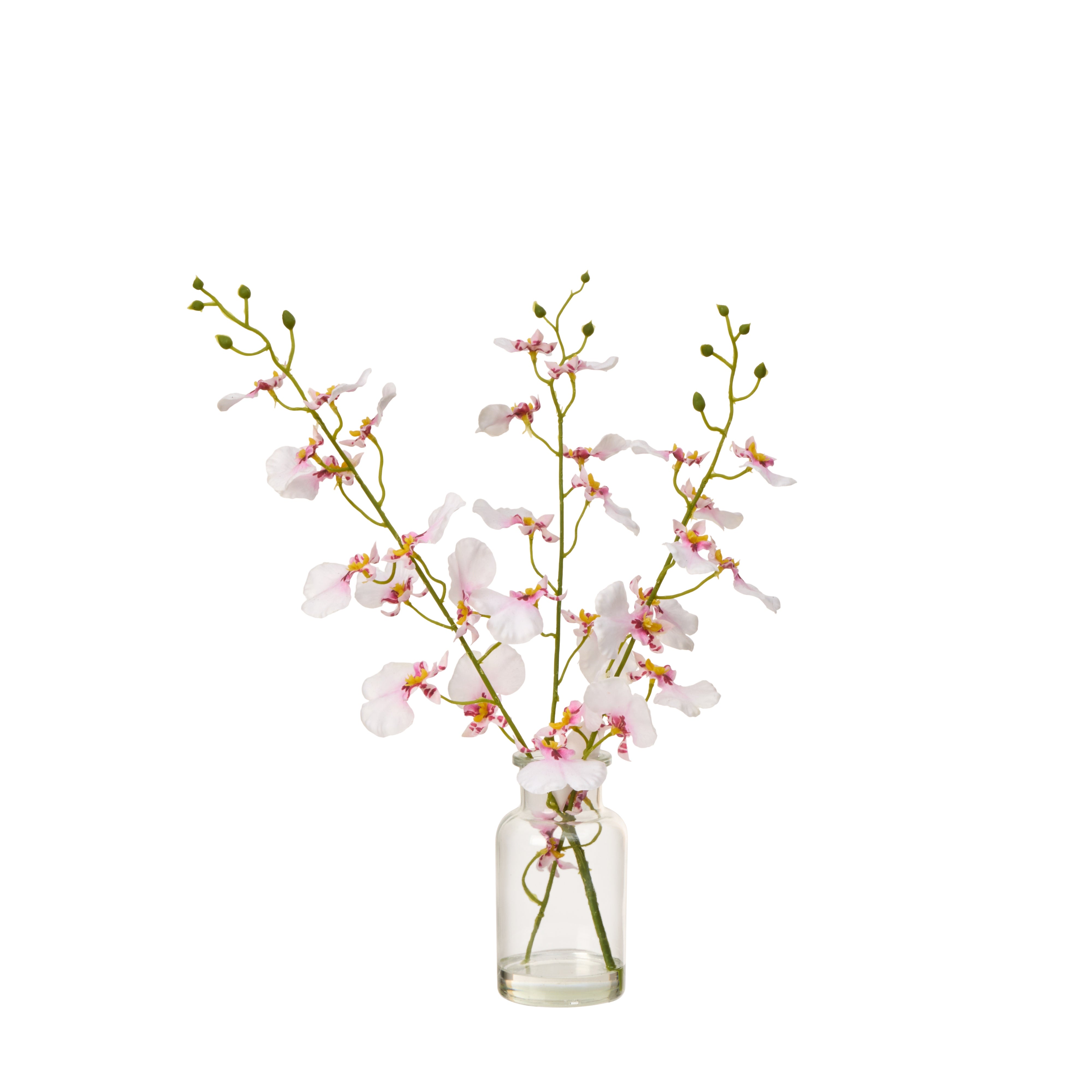 Rogue Dancing Orchid - Specimen Bottle