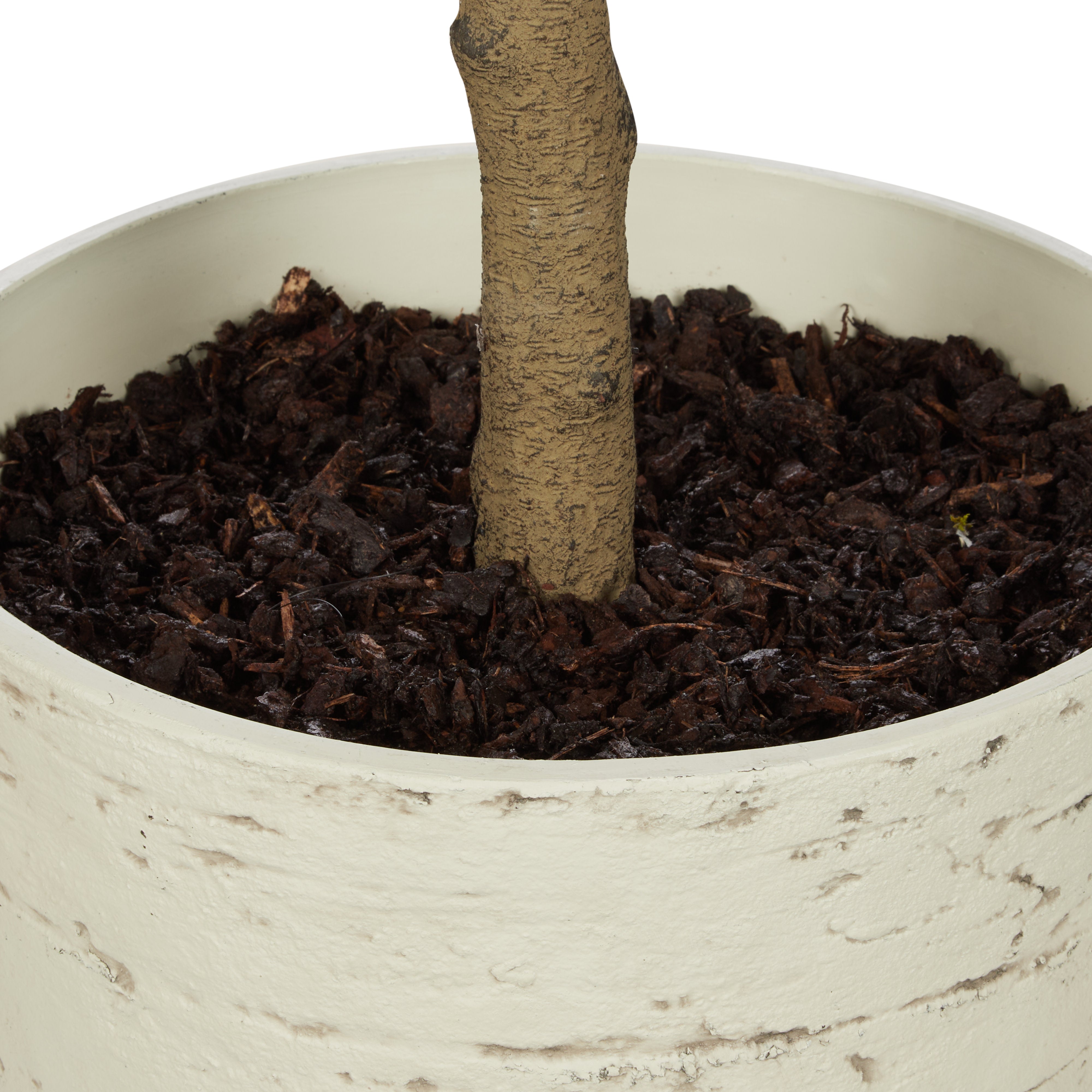 Rogue Magnolia Tree - Rustic Stone Look Pot
