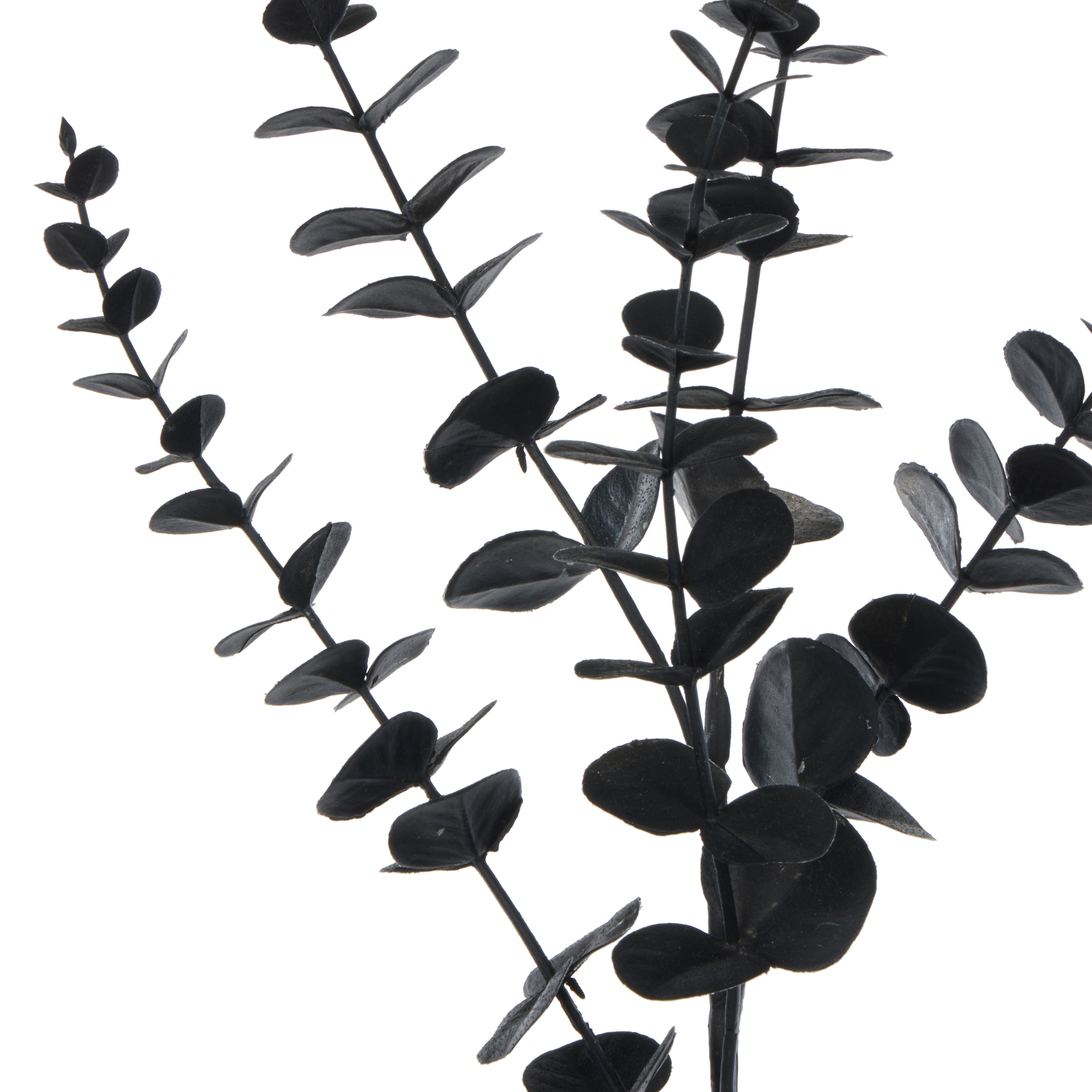 Rogue Eucalyptus Spray Black