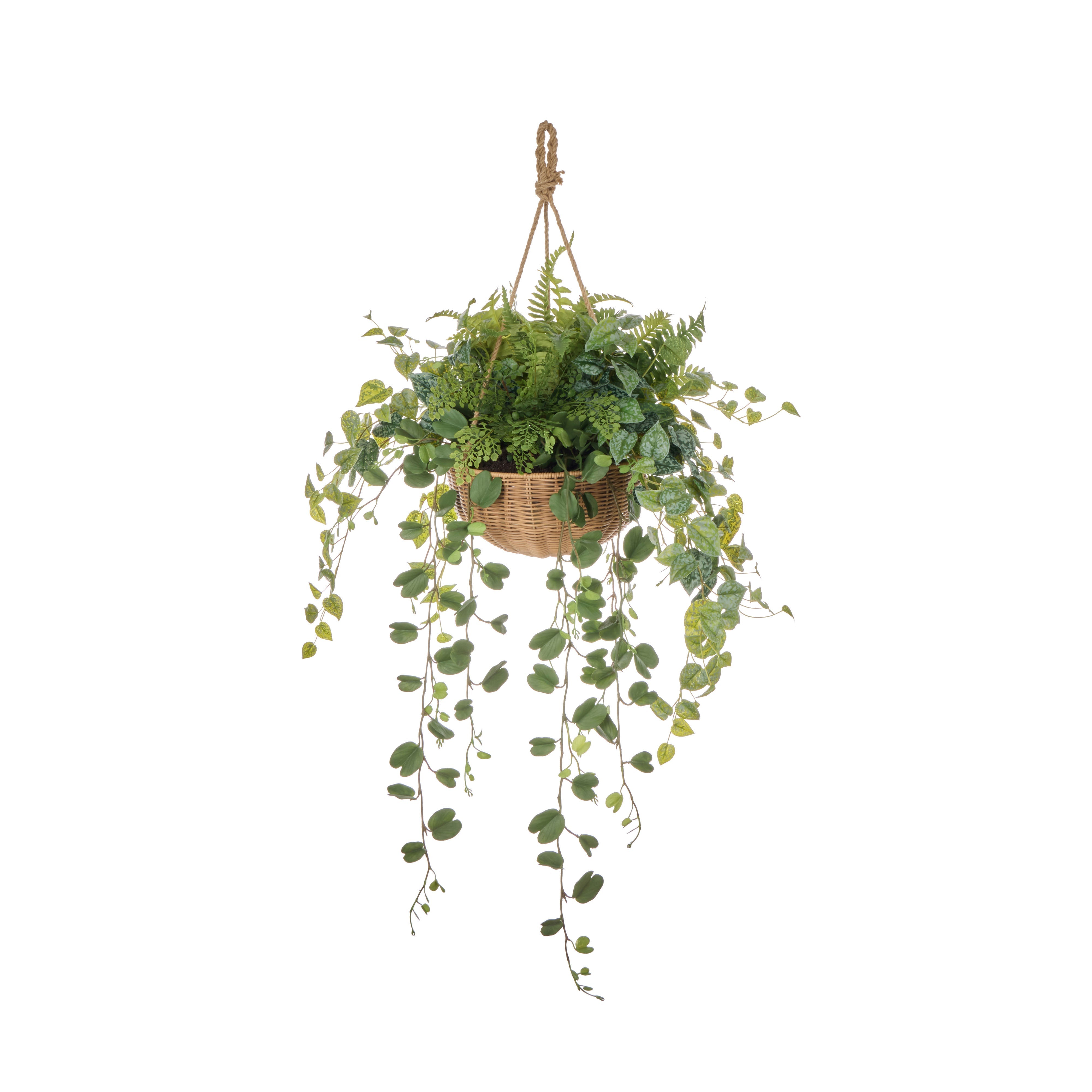Rogue Fern Garden Mix - Laos Hanging 126cm