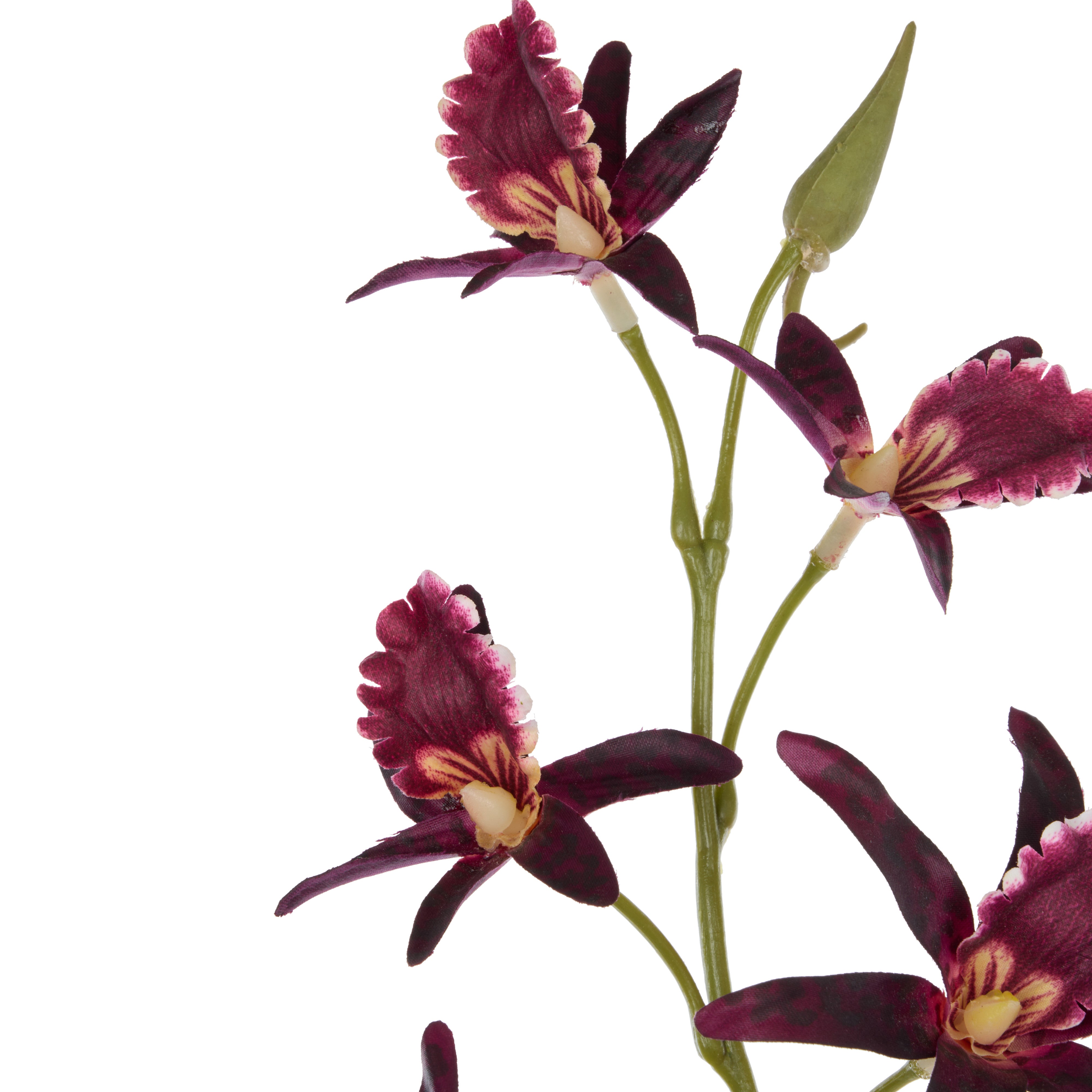 Rogue Dendrobium Spray Burgundy