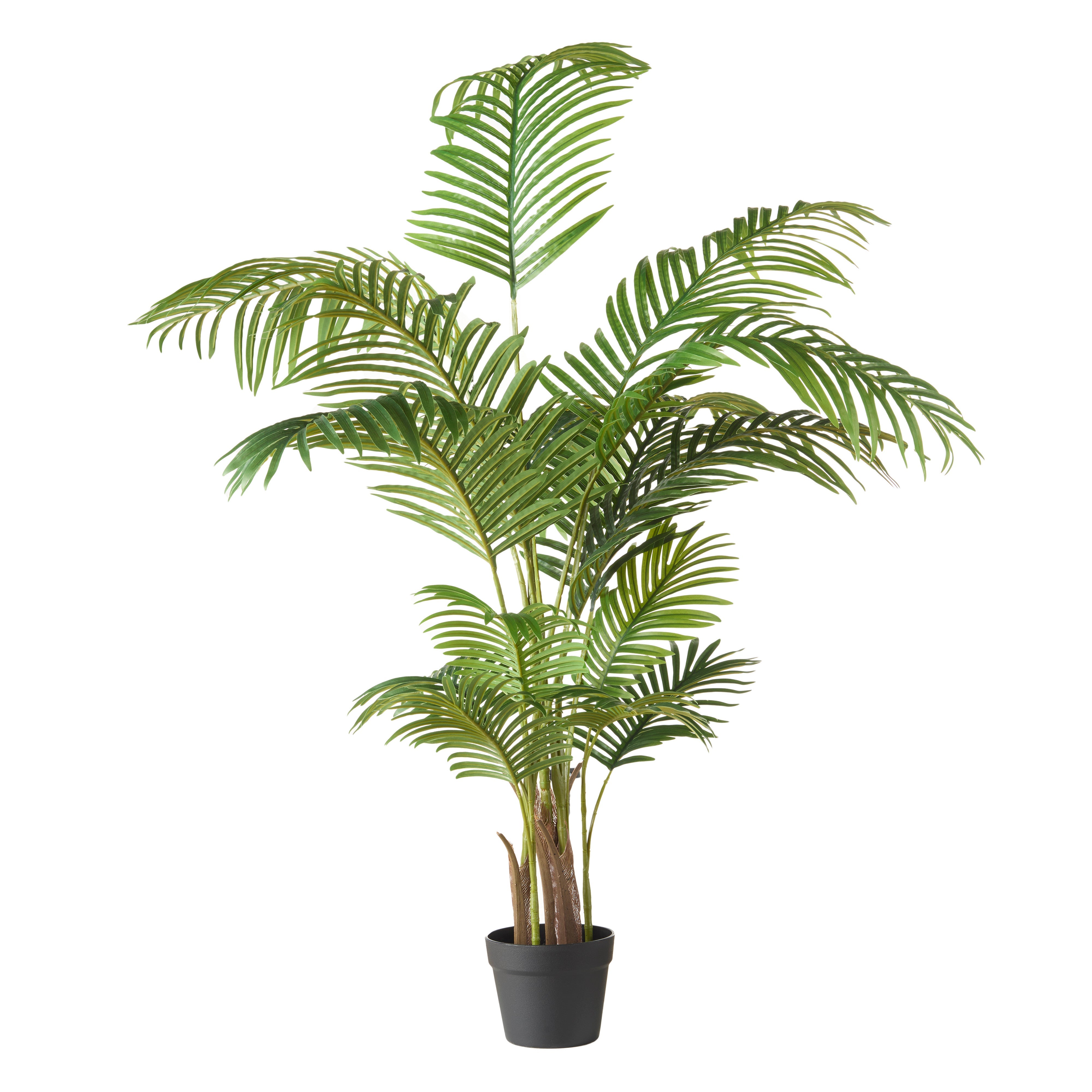 Rogue Areca Palm Tree - Garden Pot 145cm