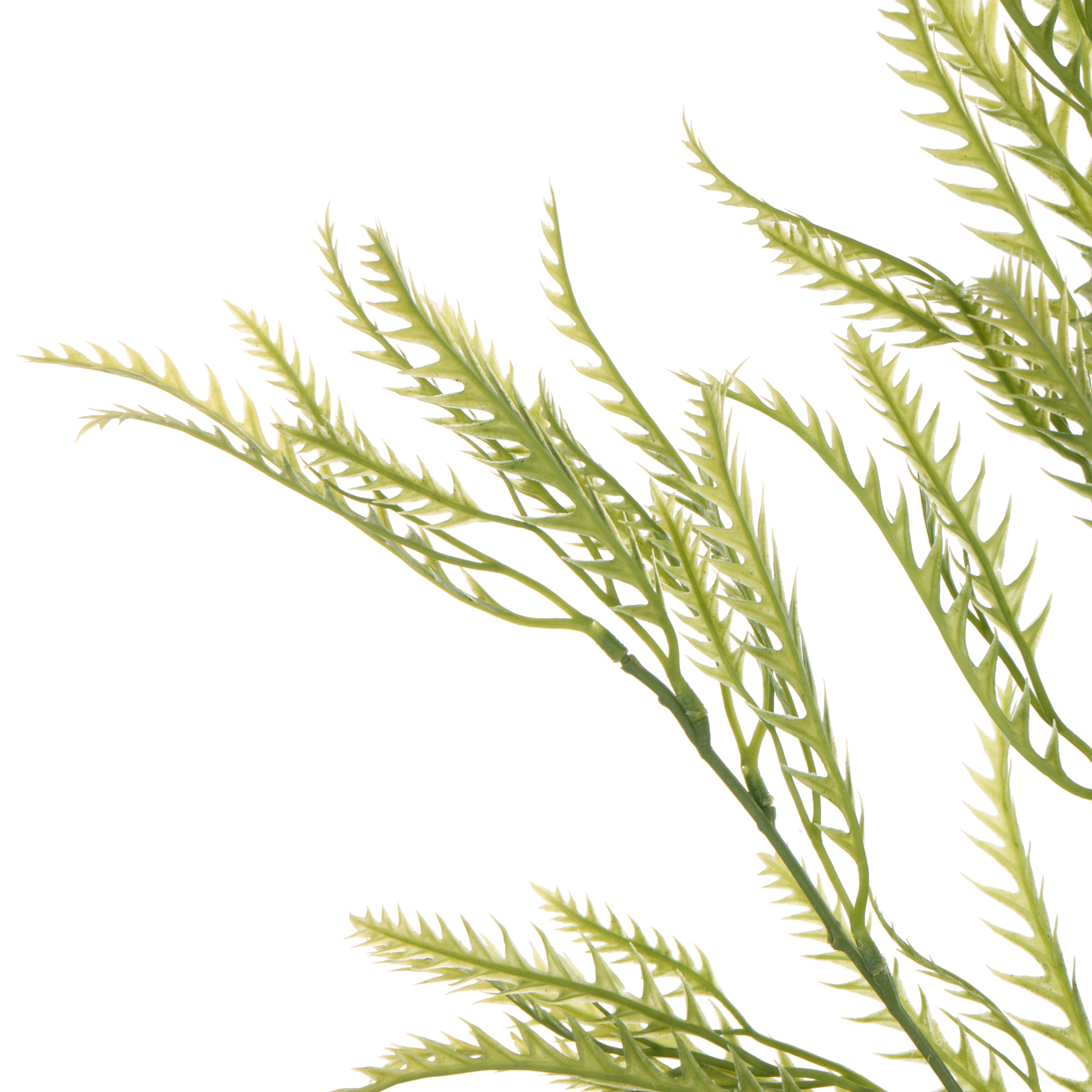 Rogue Grevillea Leaf Spray