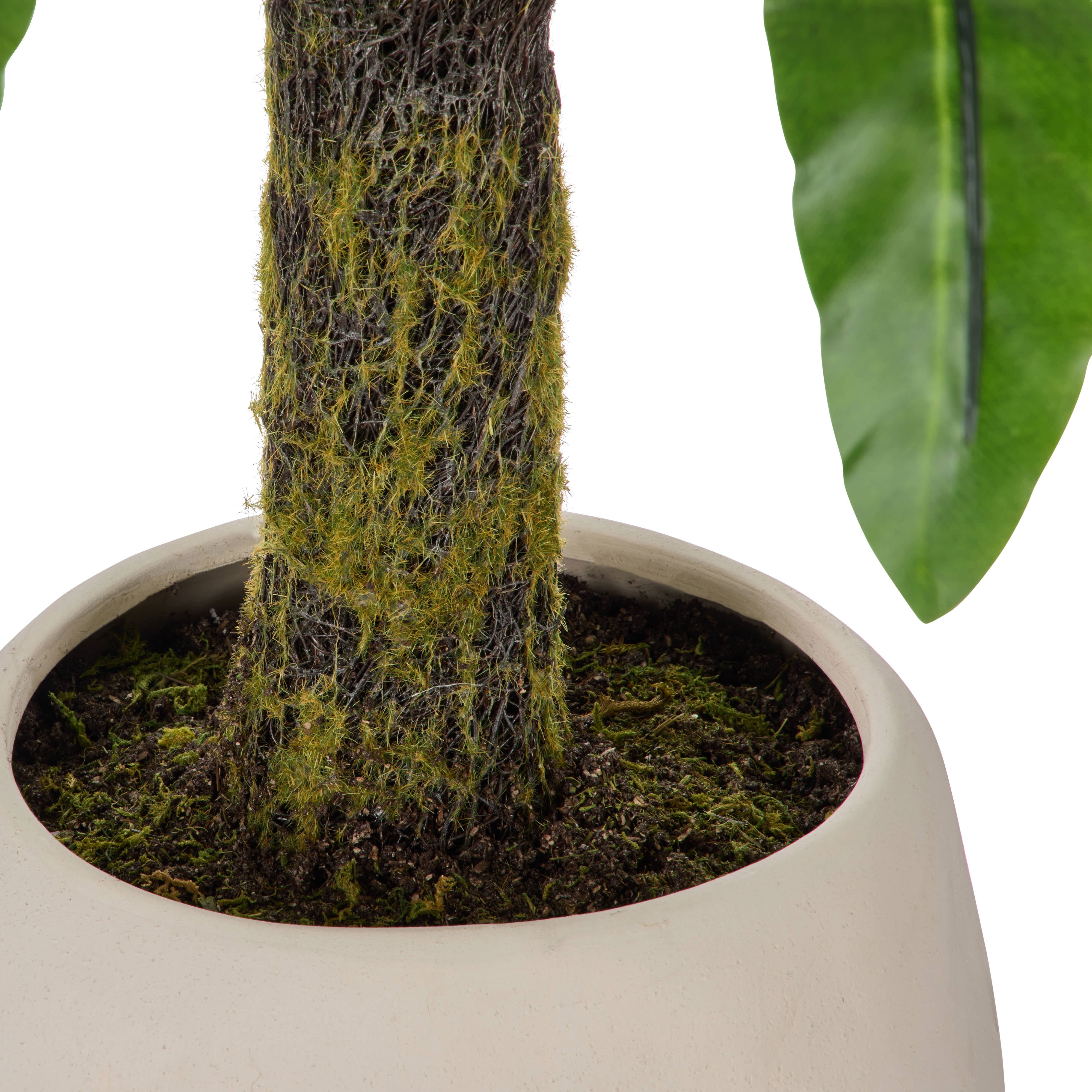 Rogue Bird's Nest Fern - Lyon UV 90cm