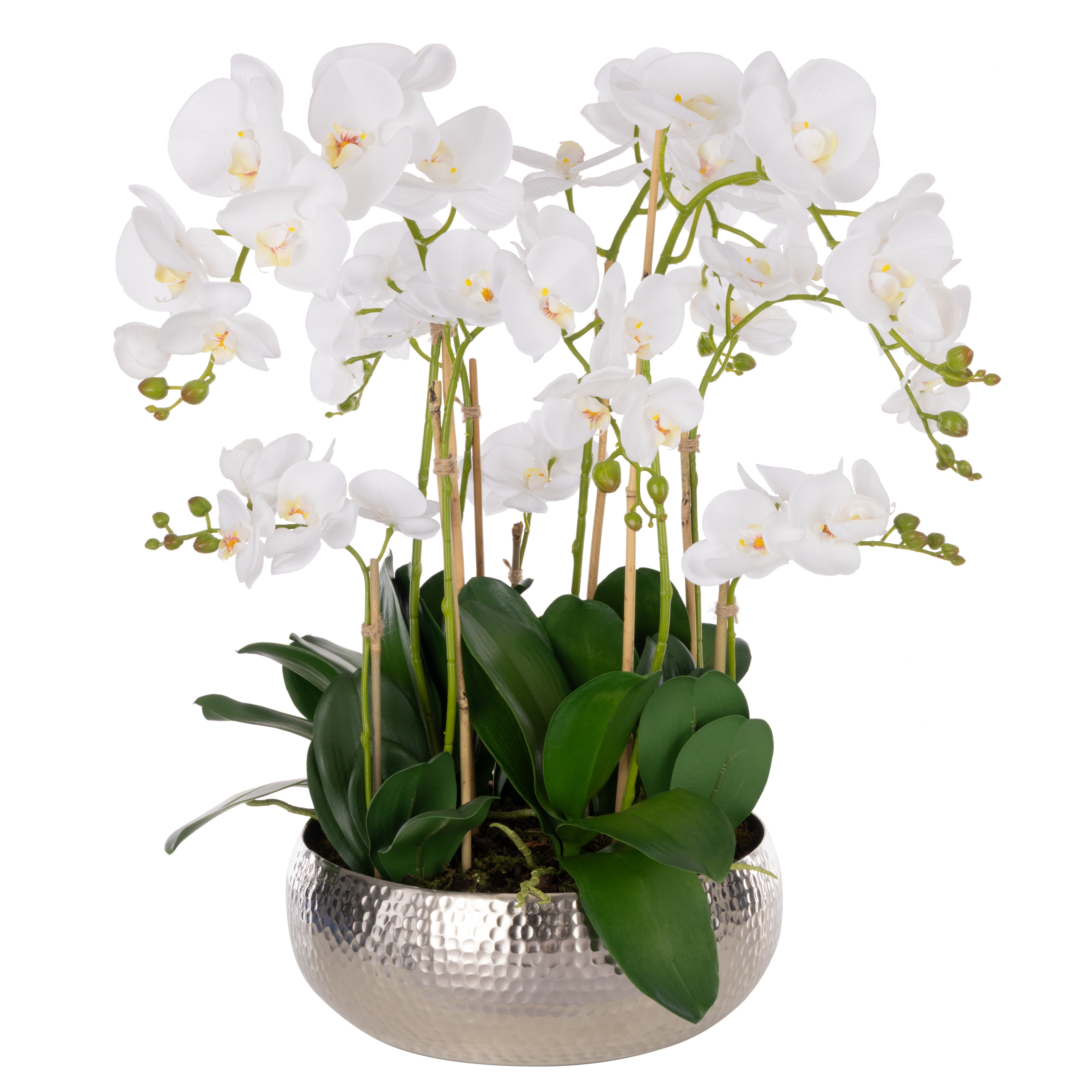Rogue Phalaenopsis Orchid - Pali Metal Bowl
