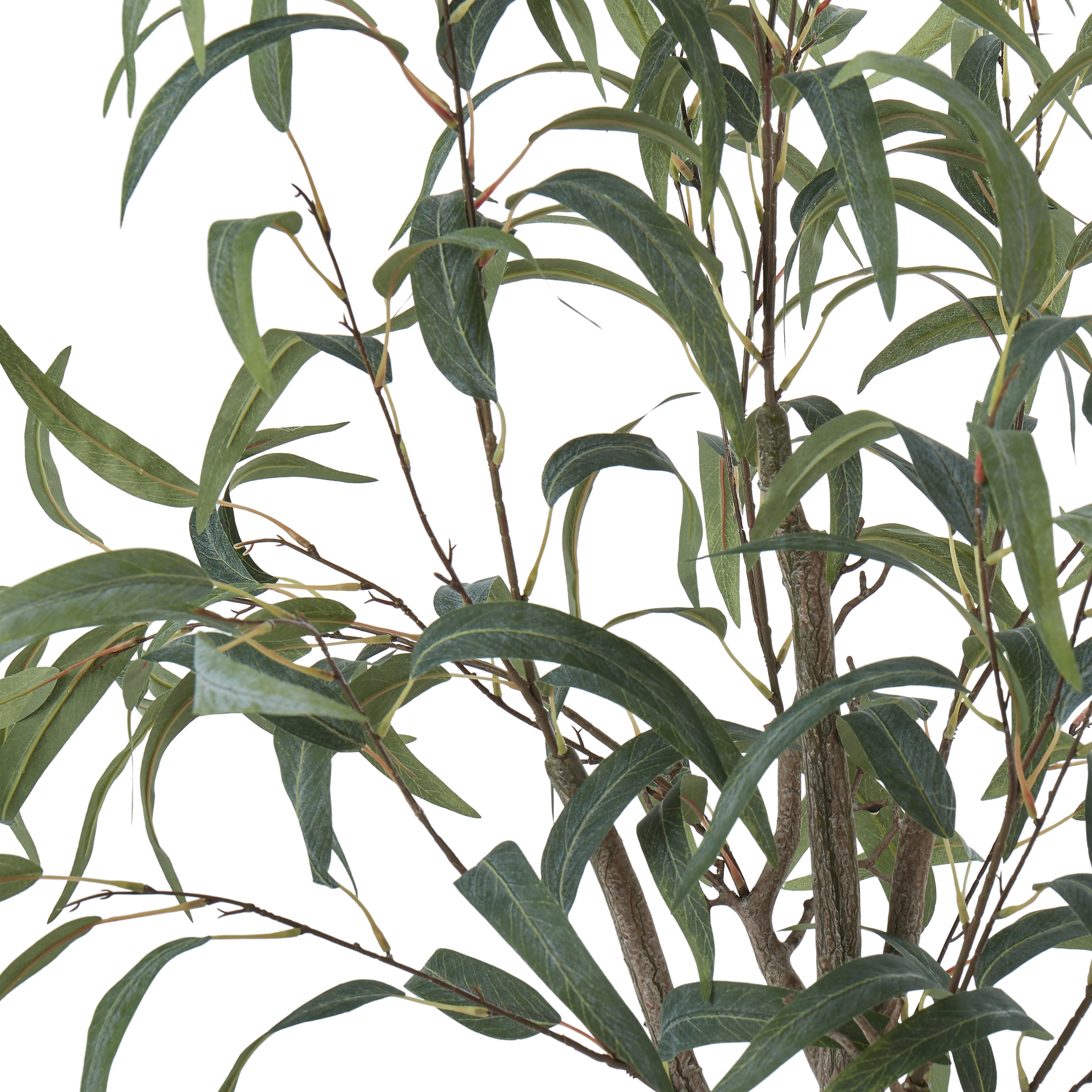 Rogue Eucalyptus Tree 127cm
