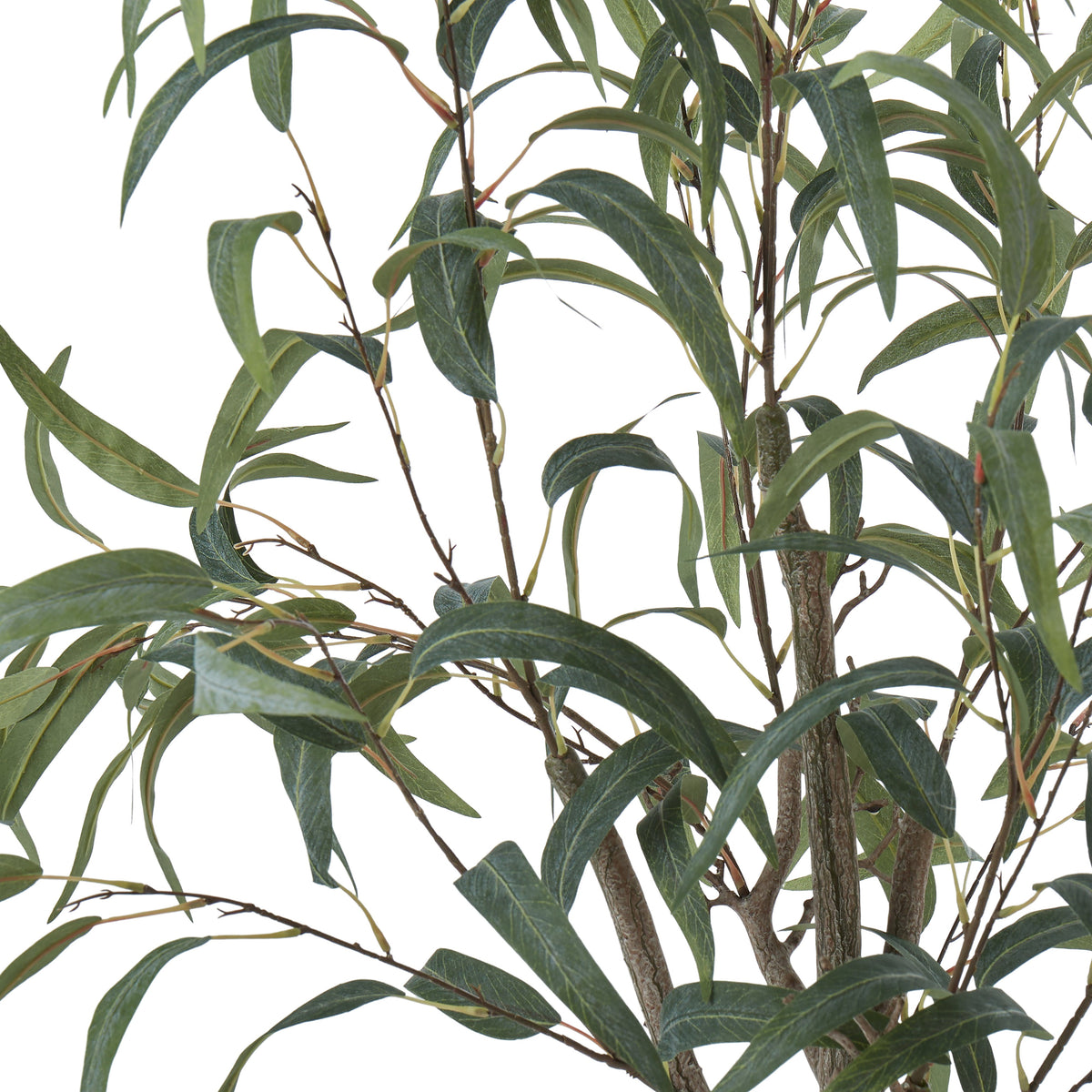 Rogue Eucalyptus Tree 127cm