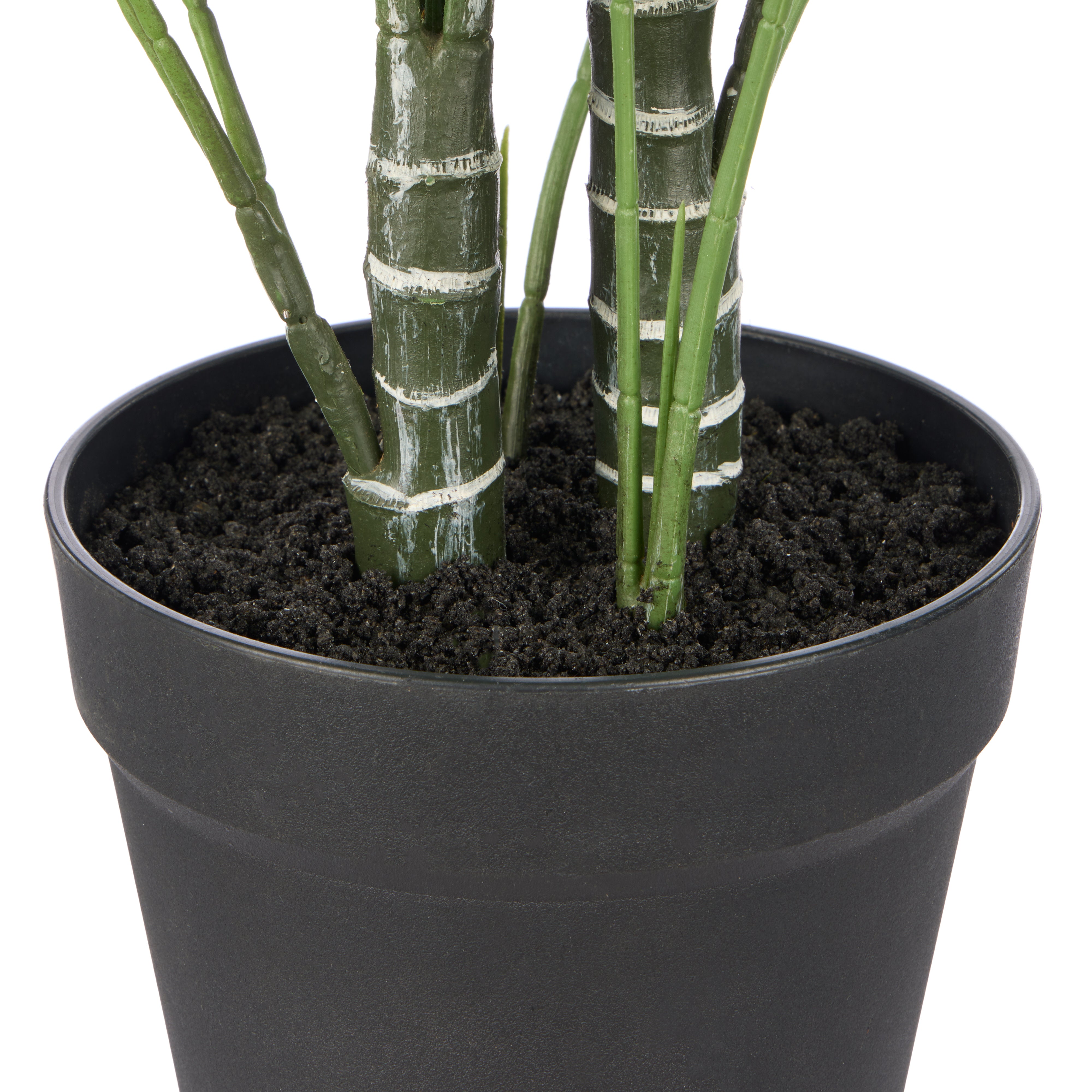 Rogue Cascade Palm