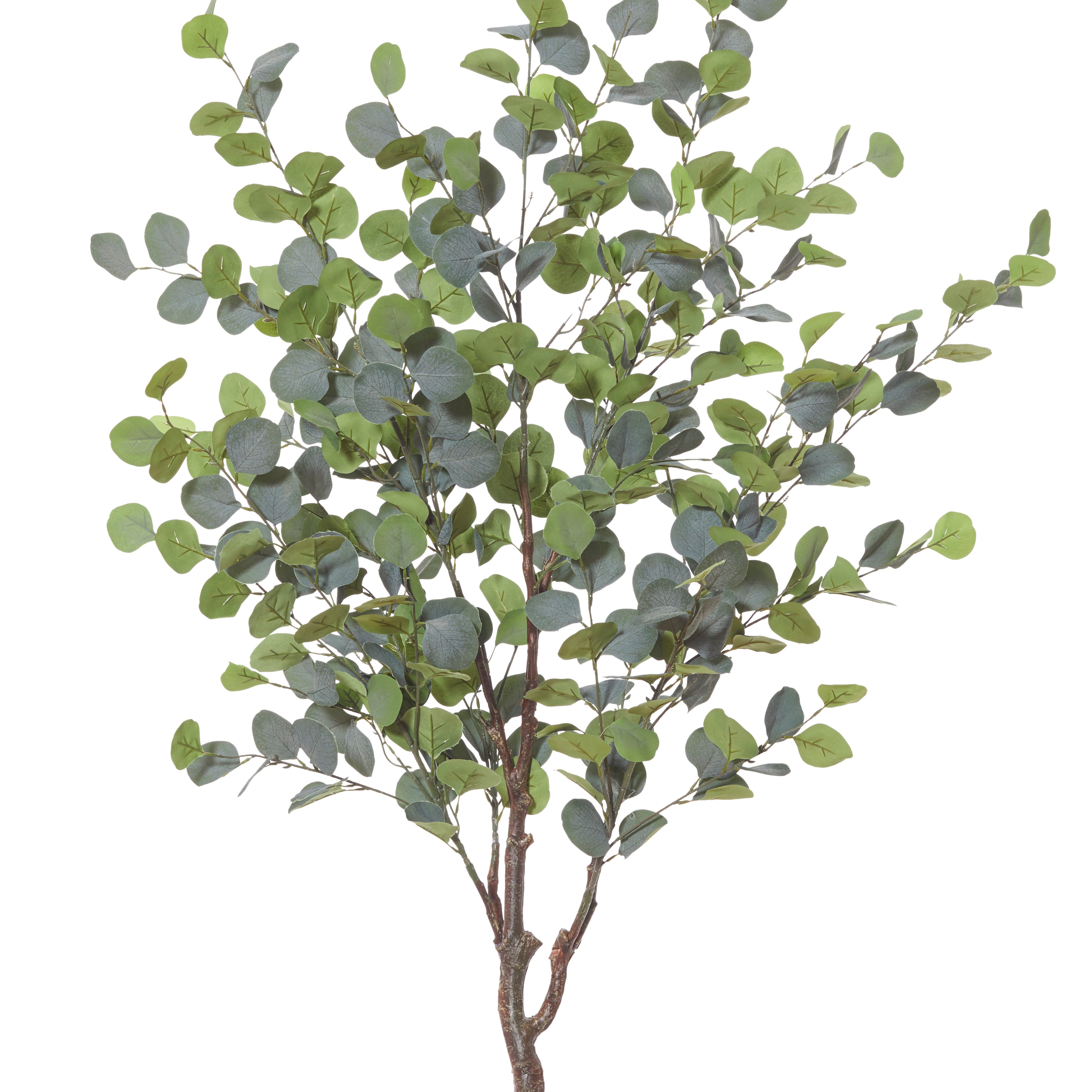 Rogue Eucalyptus Tree 145cm
