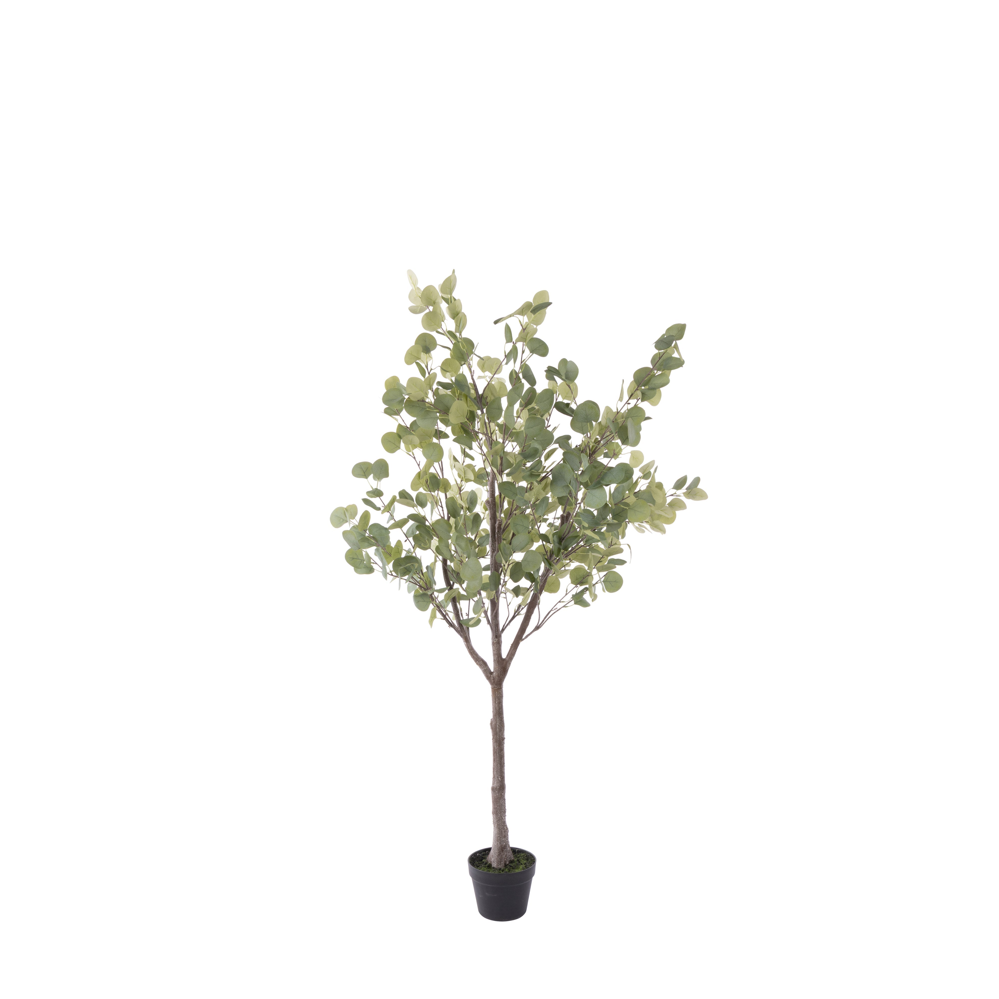 Rogue Eucalyptus Tree - Garden Pot 150cm