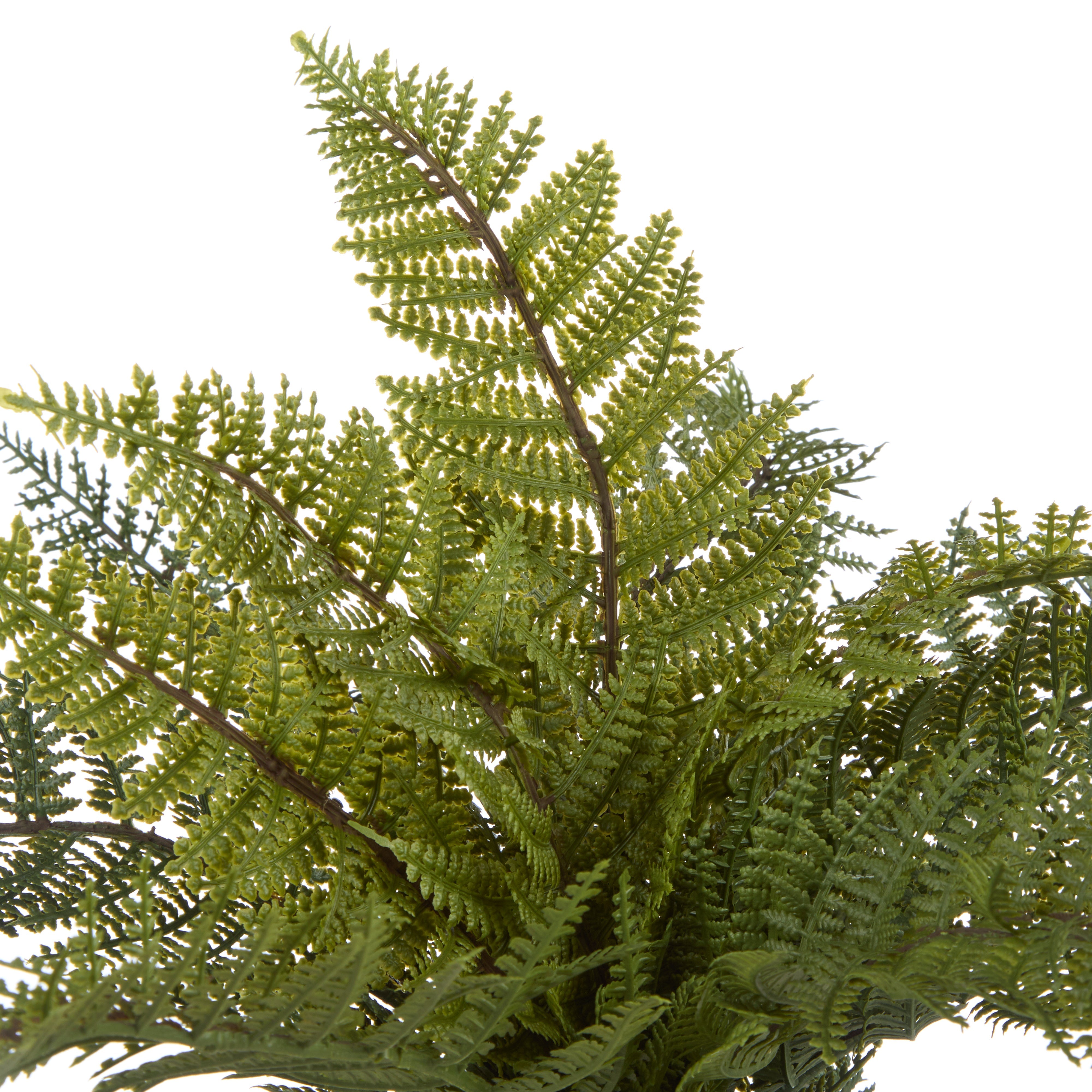Rogue Leatherleaf Fern 33cm