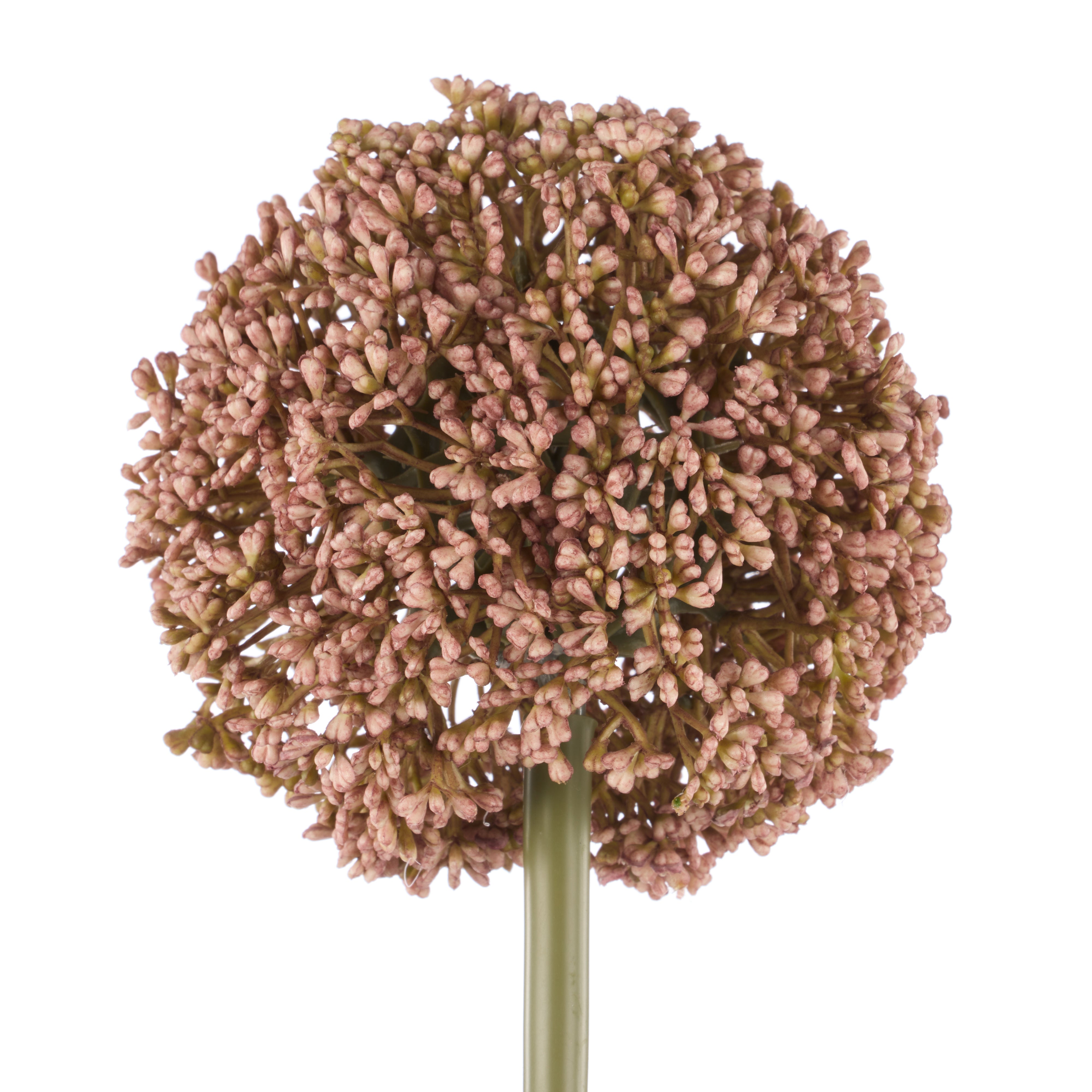 Rogue Allium Spray Mauve