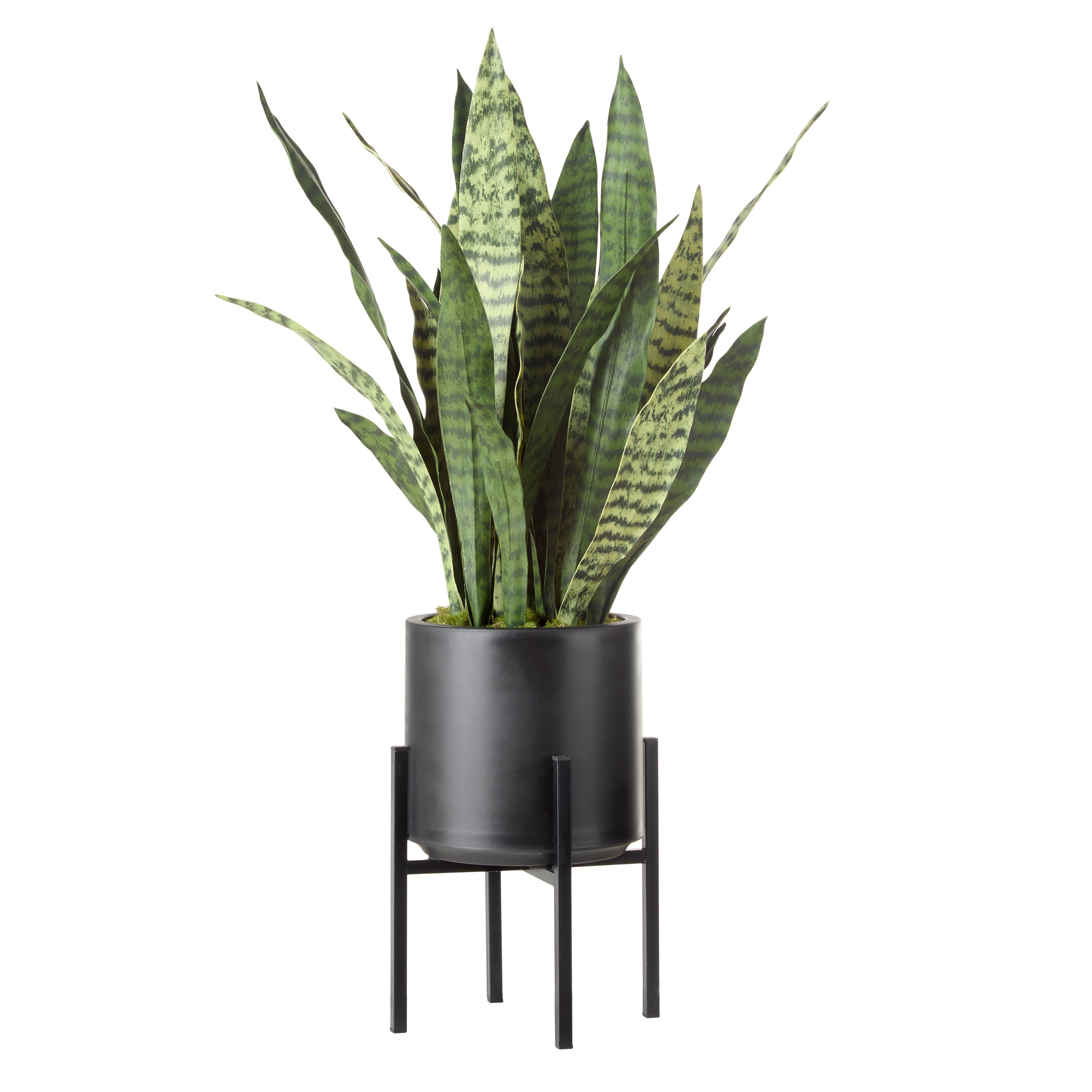 Rogue Sansevieria Plant Stand 85cm