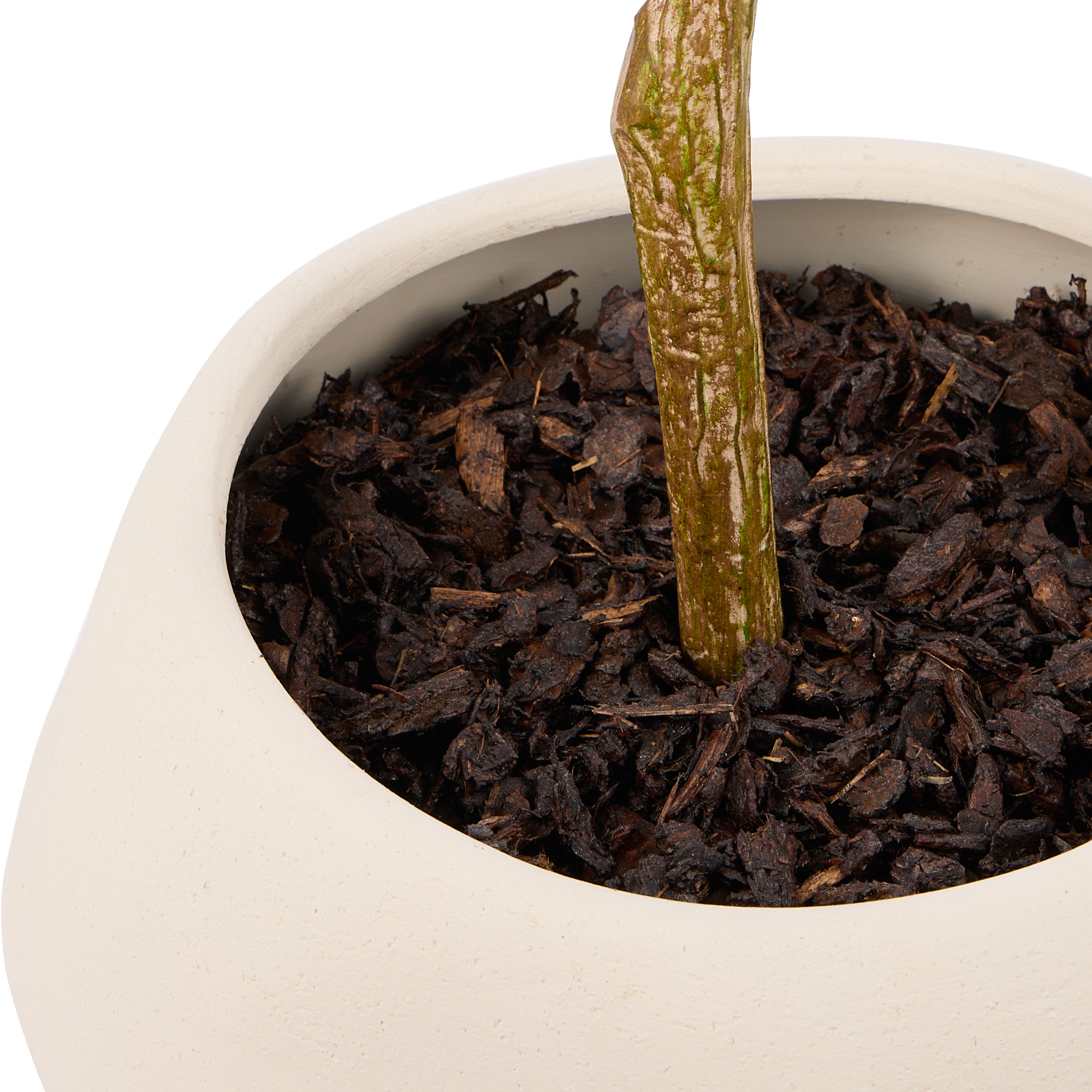 Rogue Ficus - Lyon Organic Bowl Planter Natural