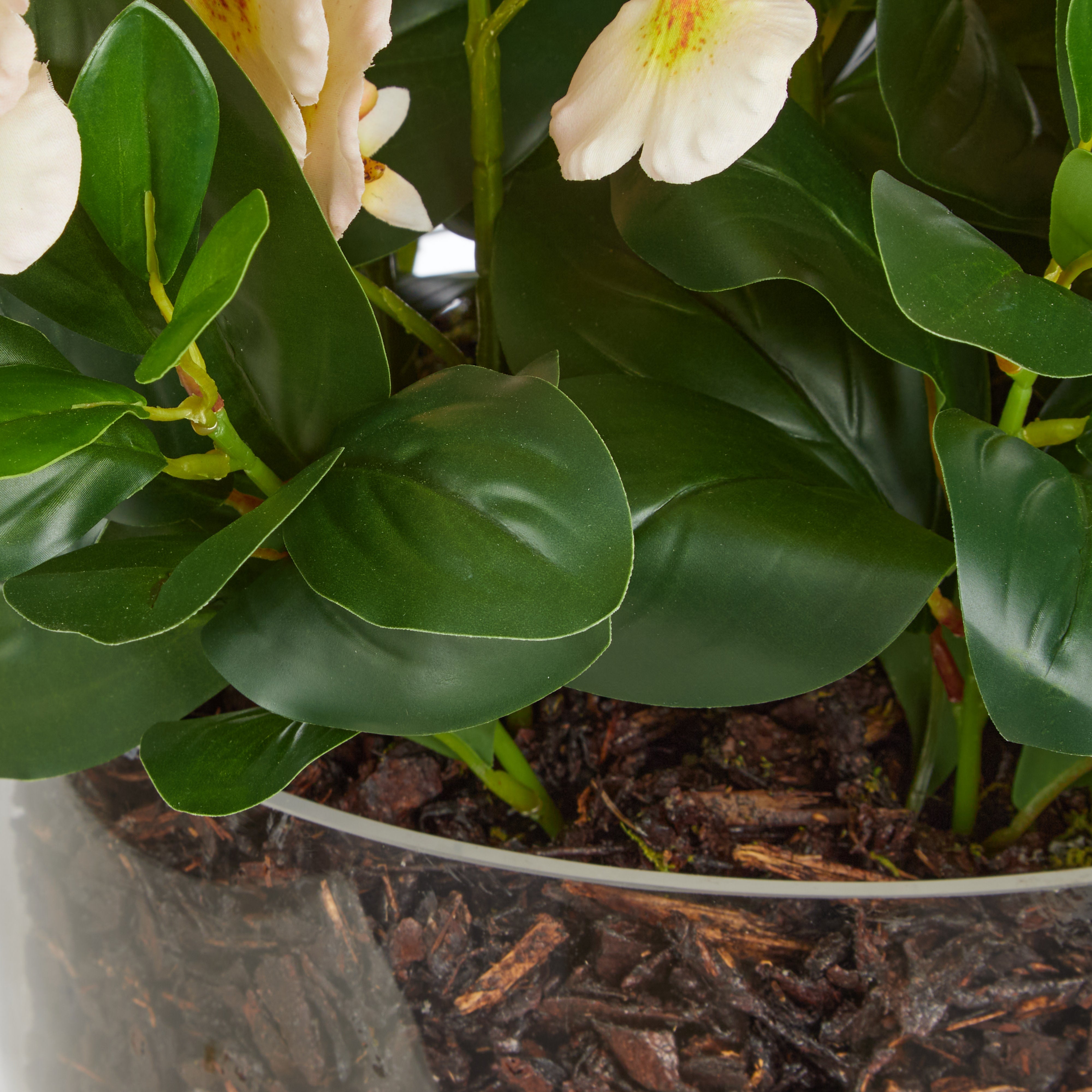 Rogue Dancing Orchid Garden Mix - Madelyn Bowl Cream