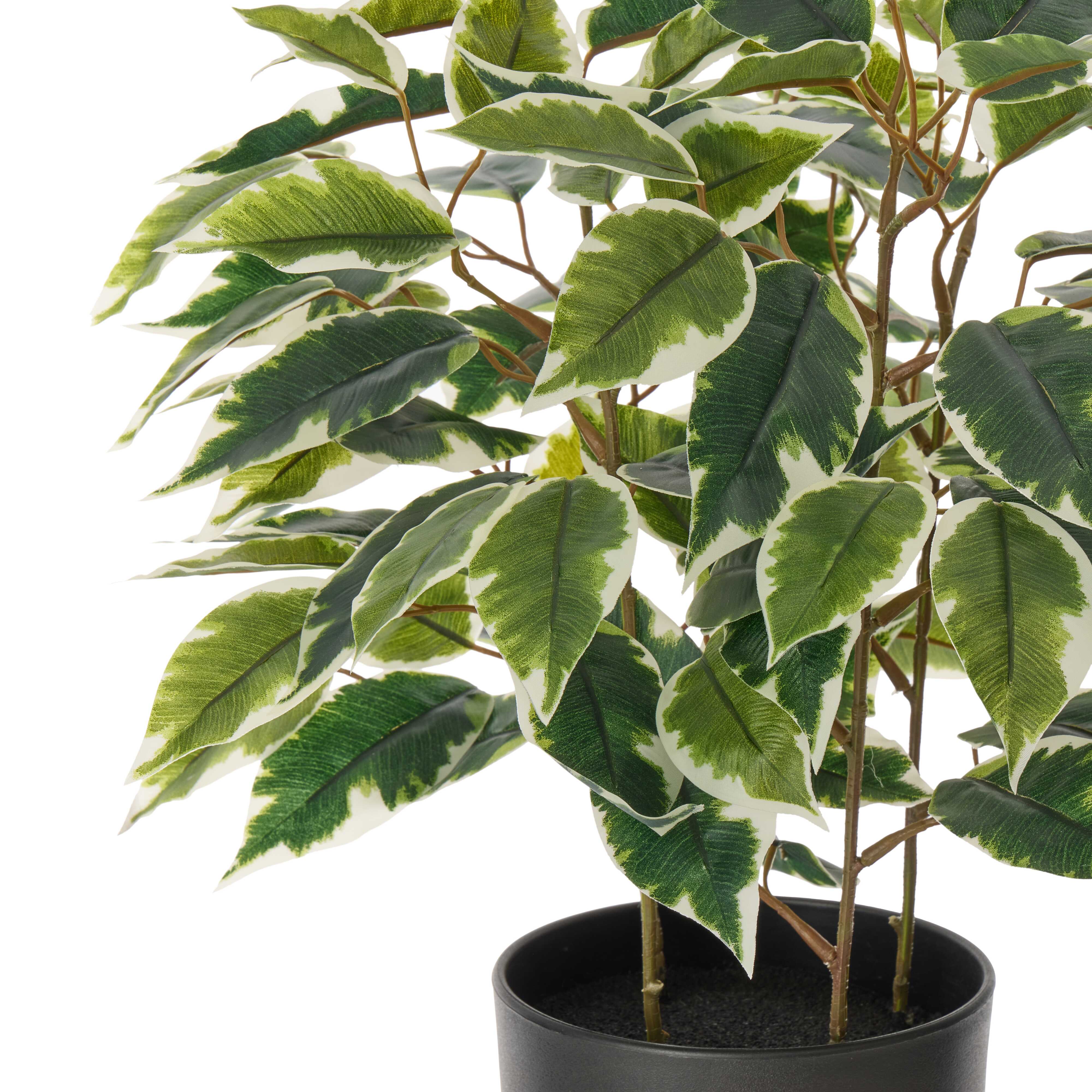 Rogue Ficus Tree Pot Variegated 40cm