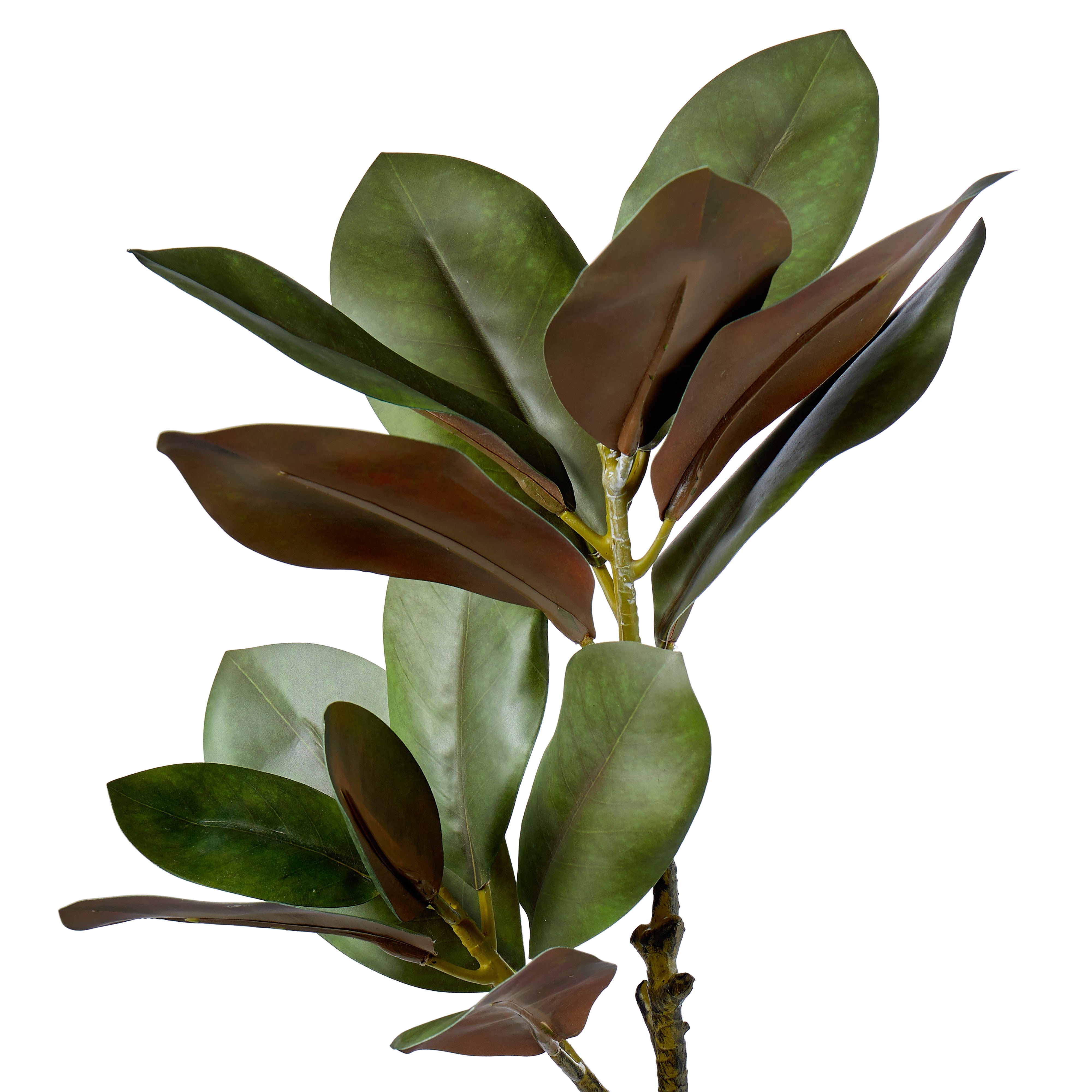 Rogue Magnolia Foliage 83cm
