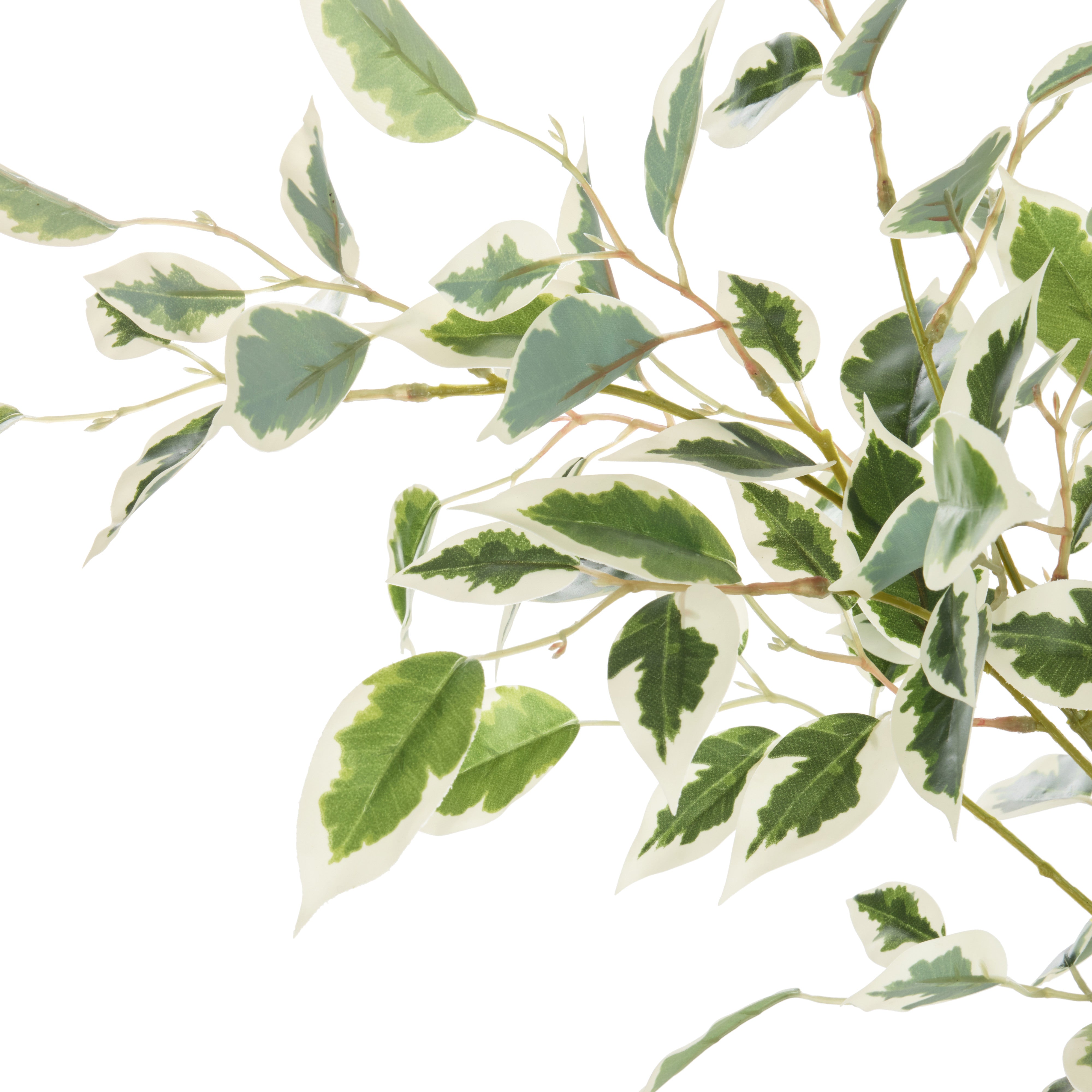 Rogue Ficus Tree Potted Green & White 180cm