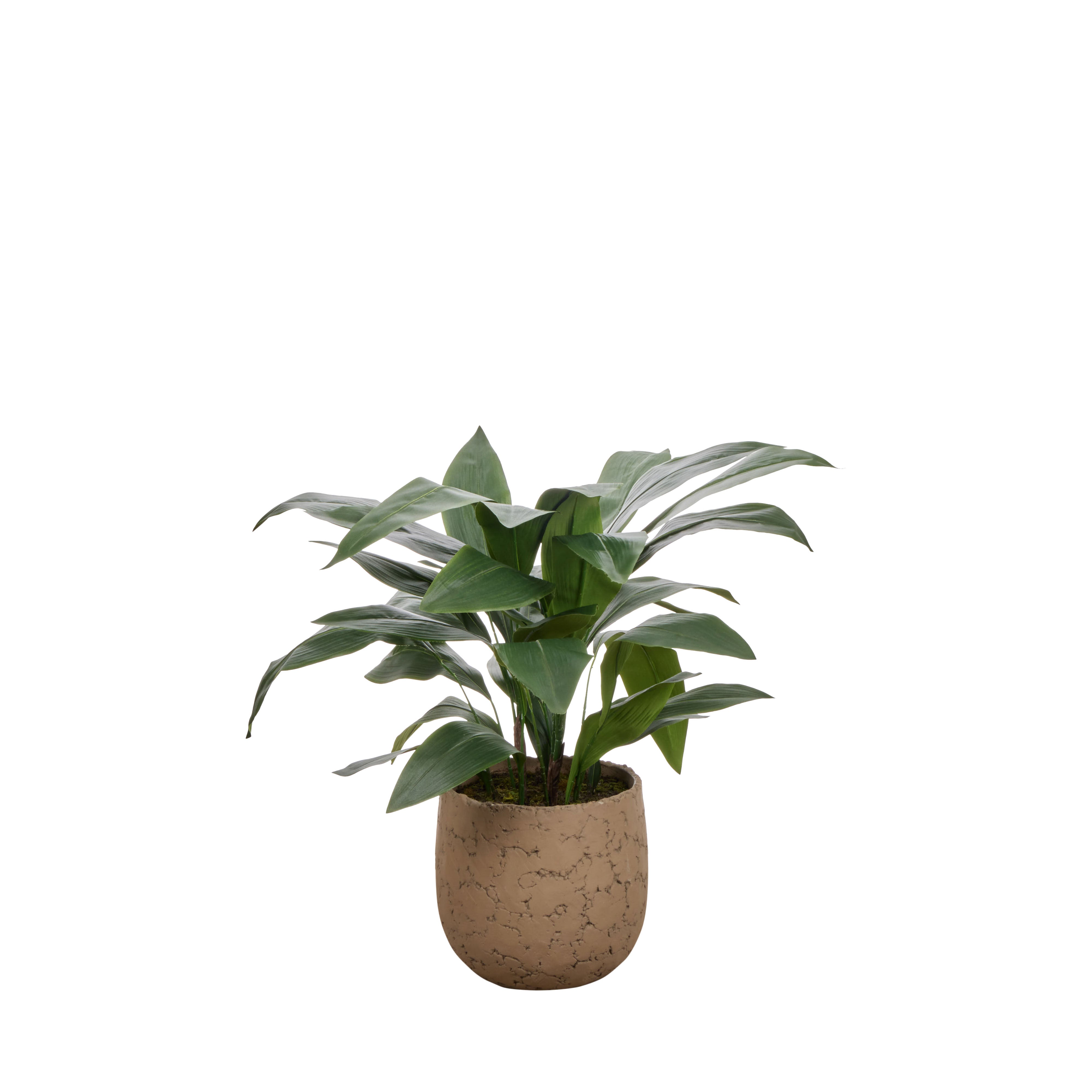 Rogue Cast Iron Plant - Oliver UV 98cm