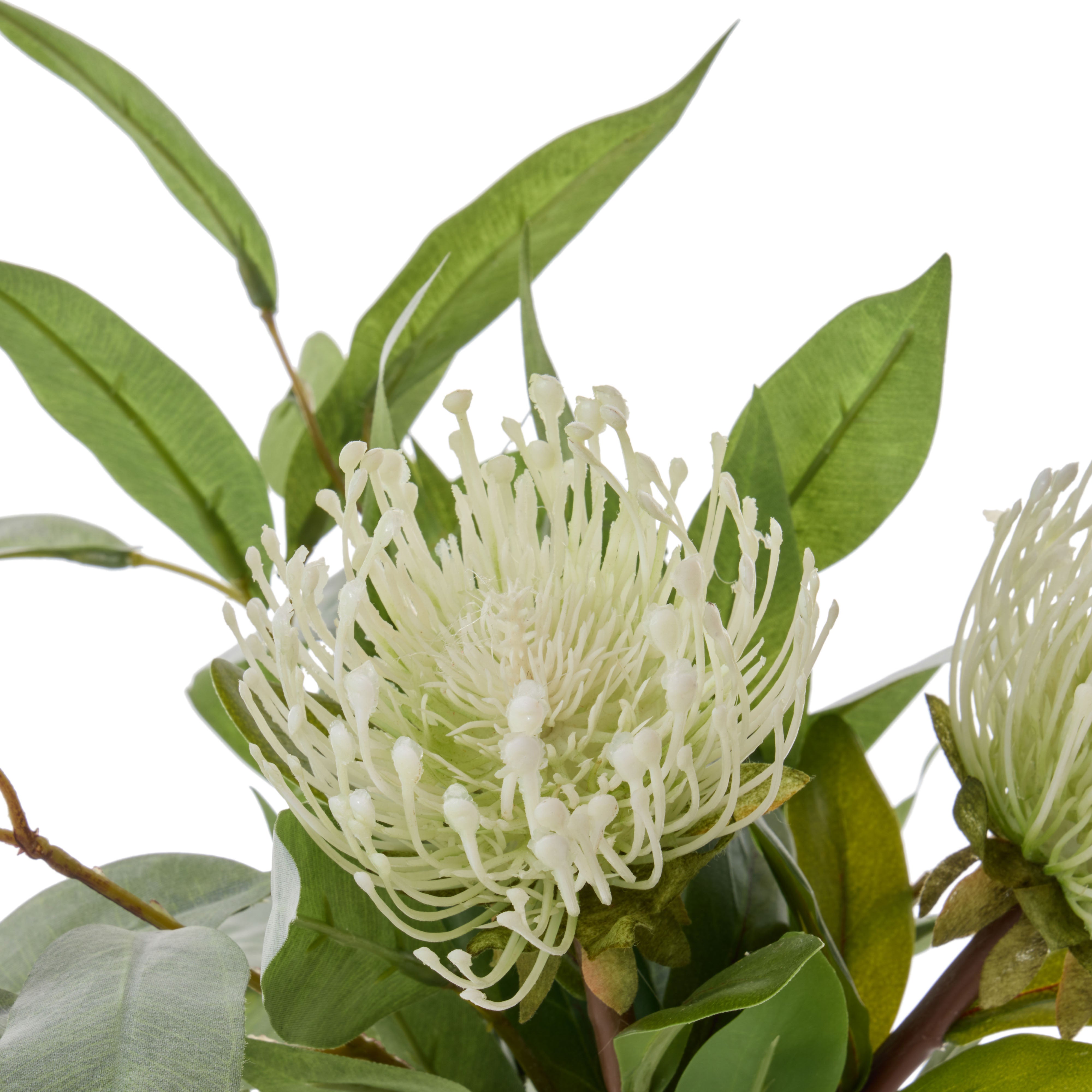 Rogue Pincushion Eucalyptus - Sphere Cream & Green