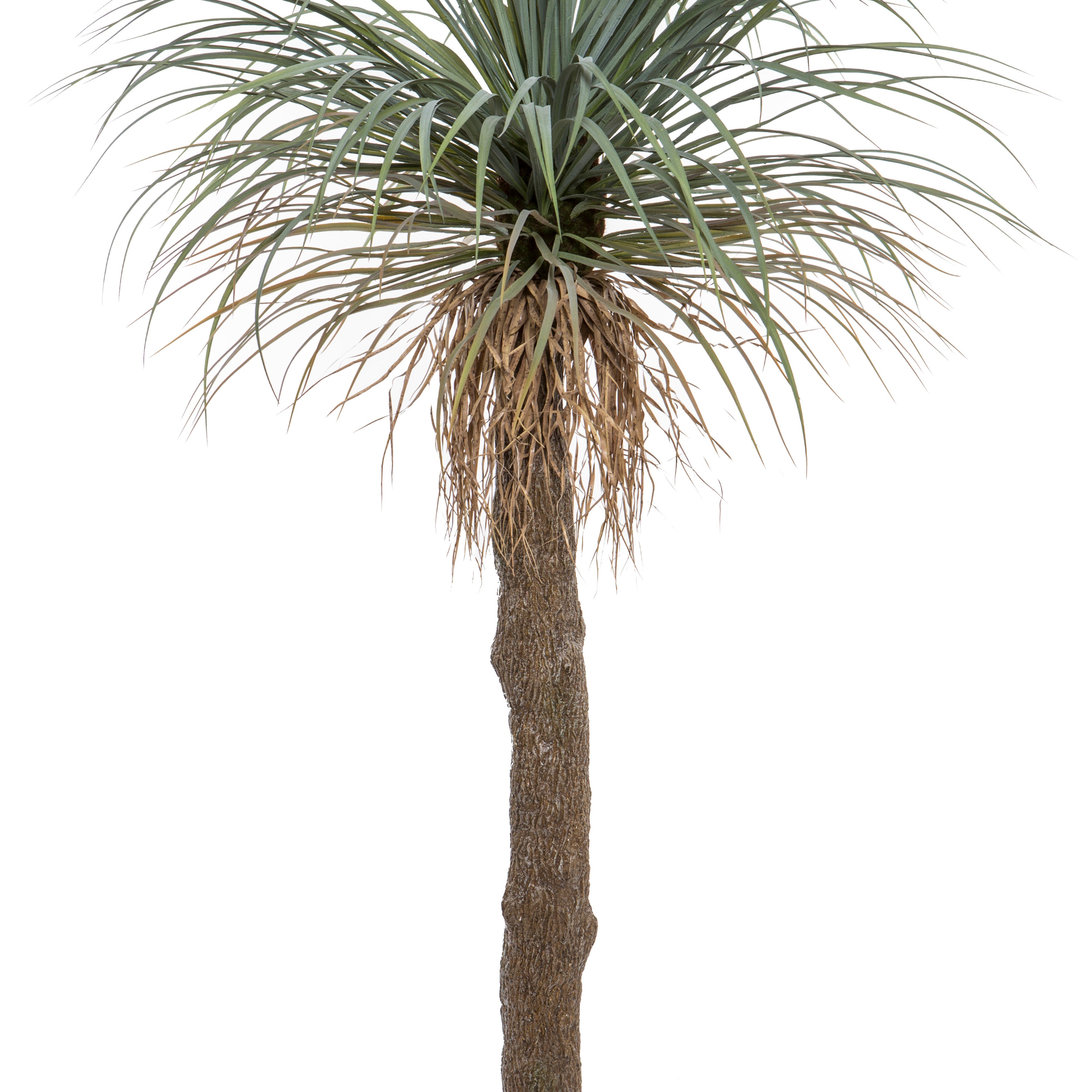 Rogue Grass Tree