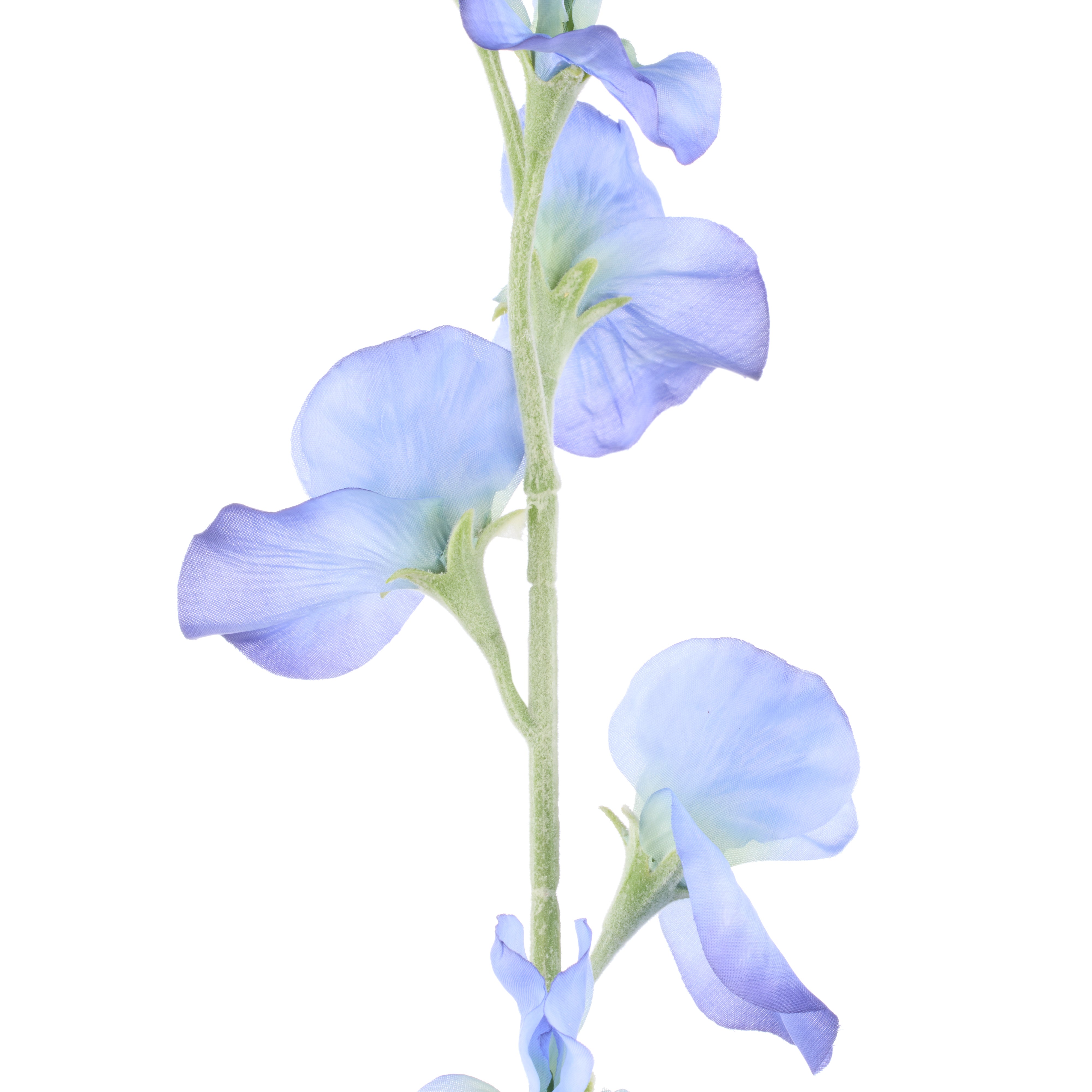 Rogue Sweet Pea Spray Blue