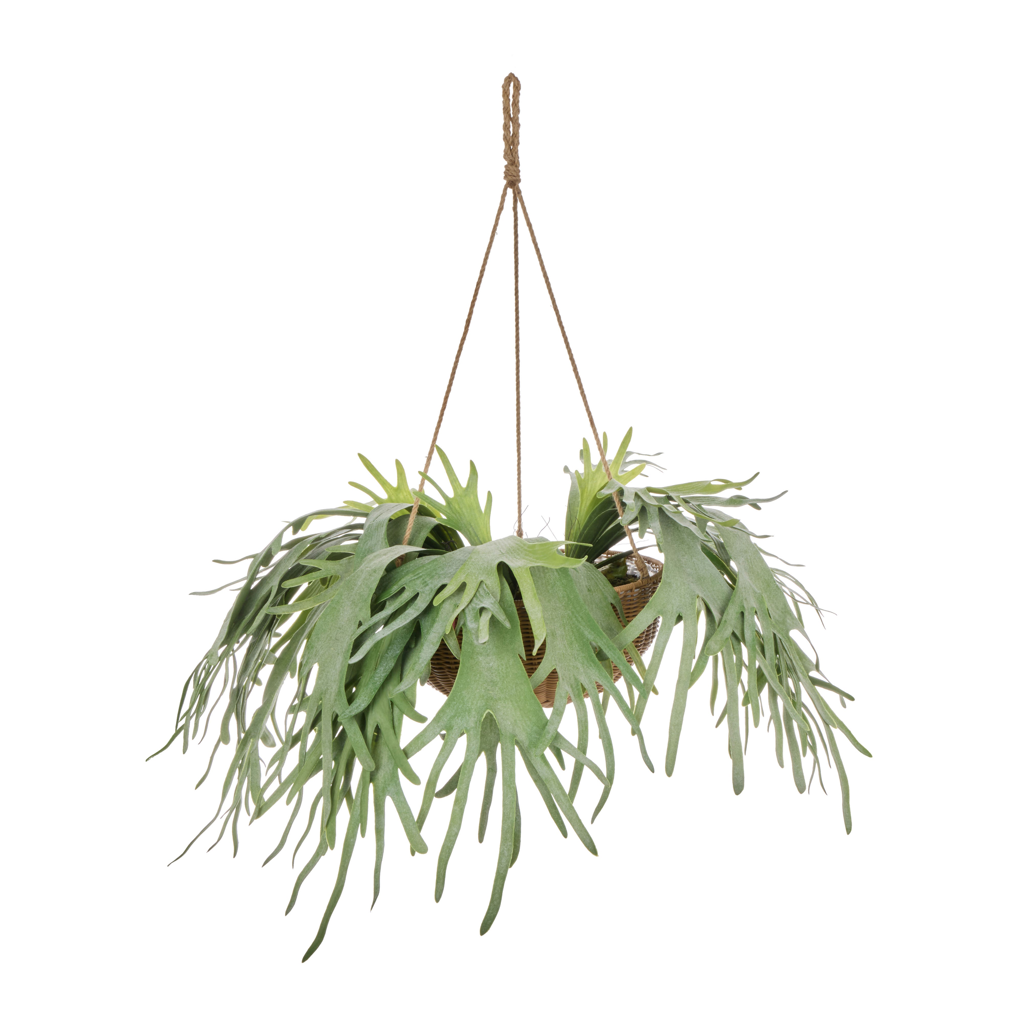 Rogue Staghorn - Laos Hanging