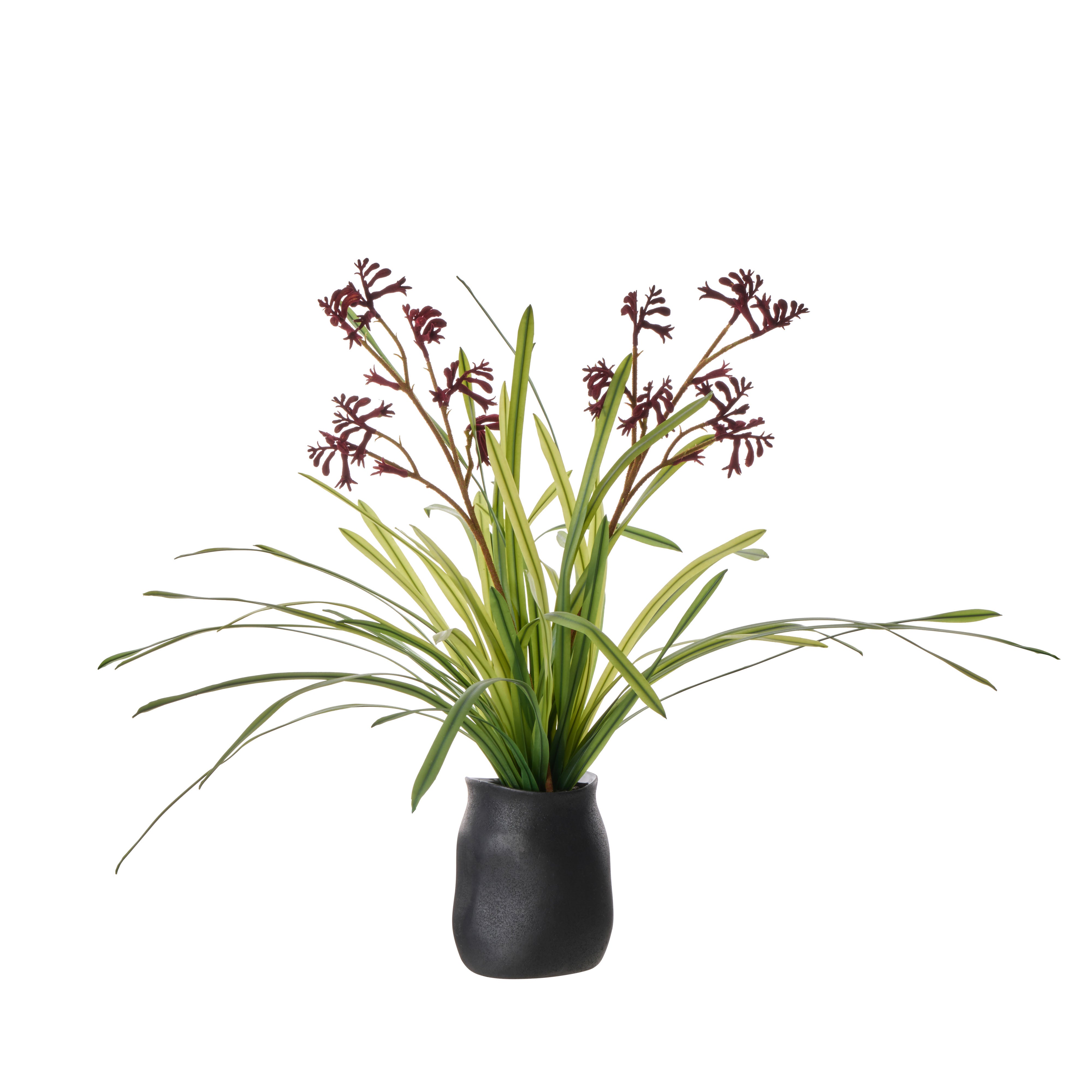 Rogue Kangaroo Paw - Maliah Red