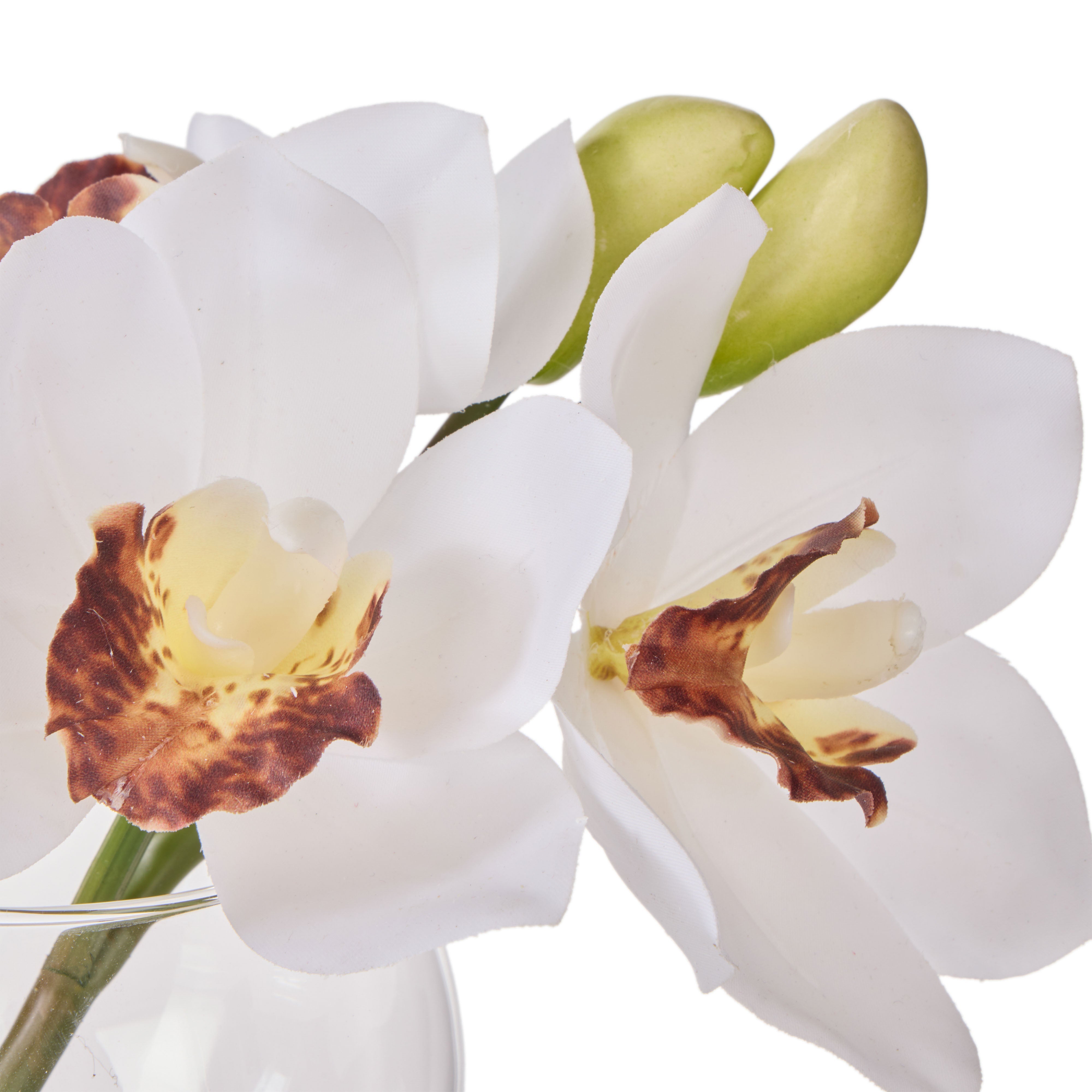 Rogue Cymbidium-Glass Vase White