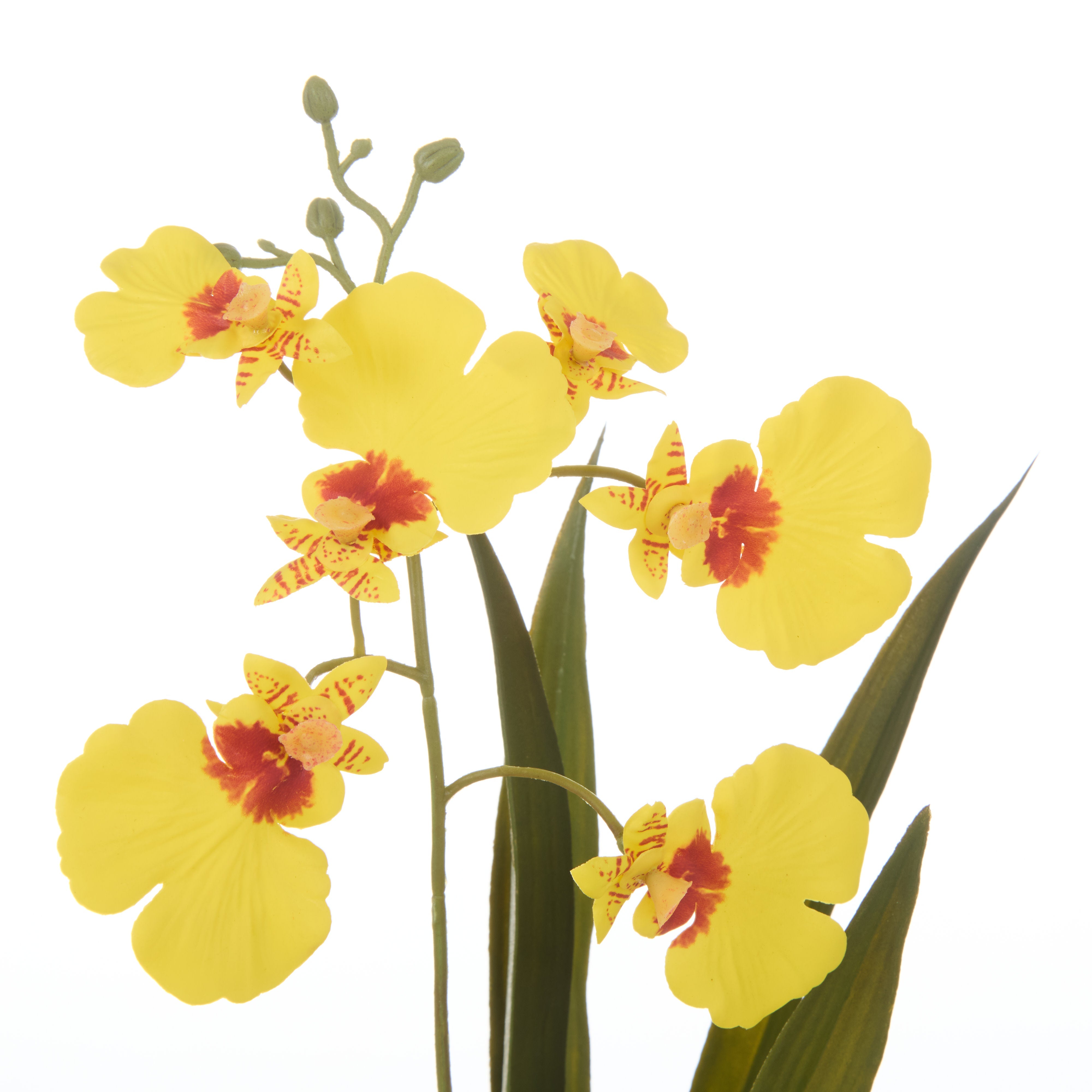 Rogue Dancing Orchid Pot 30cm