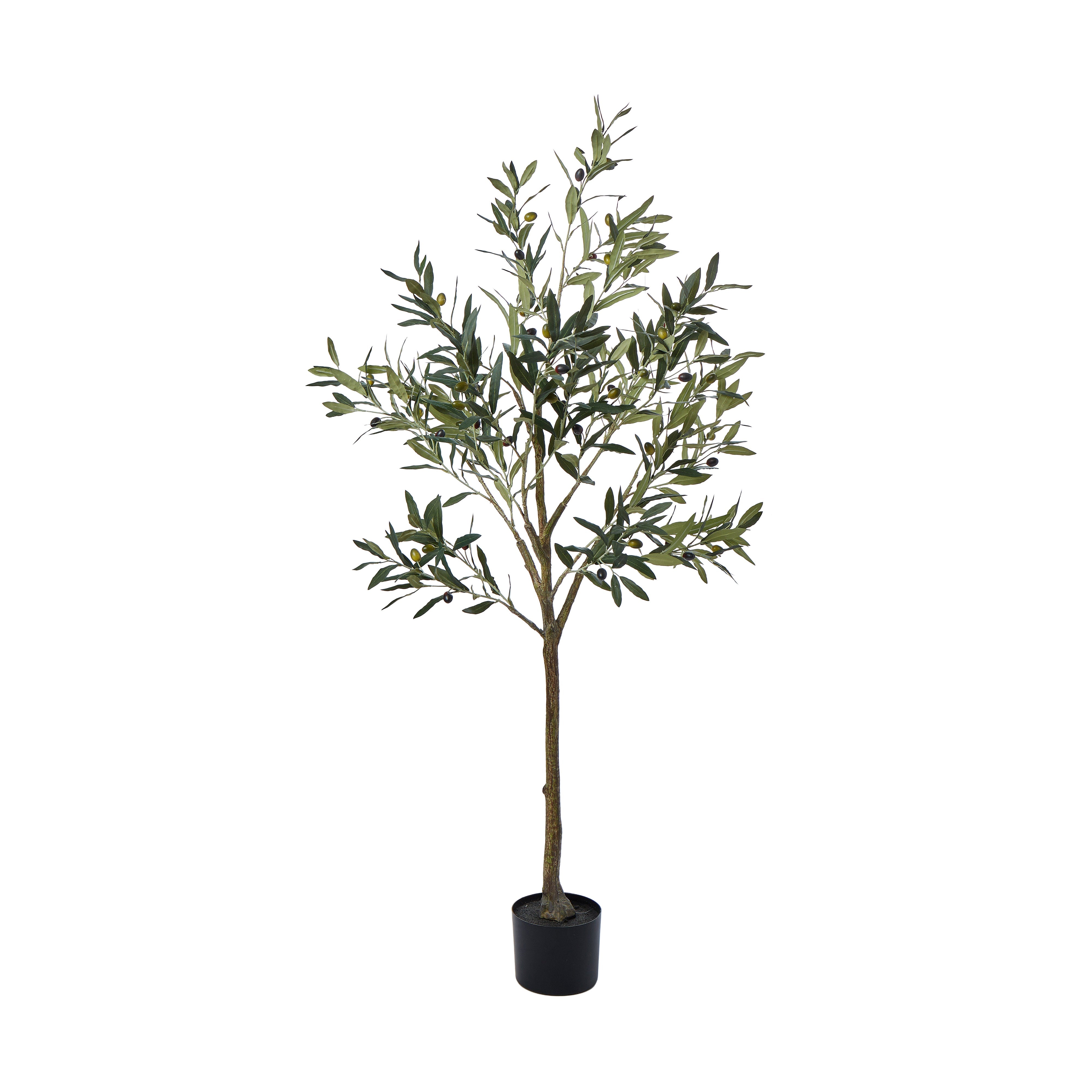 Rogue Olive Tree 152cm