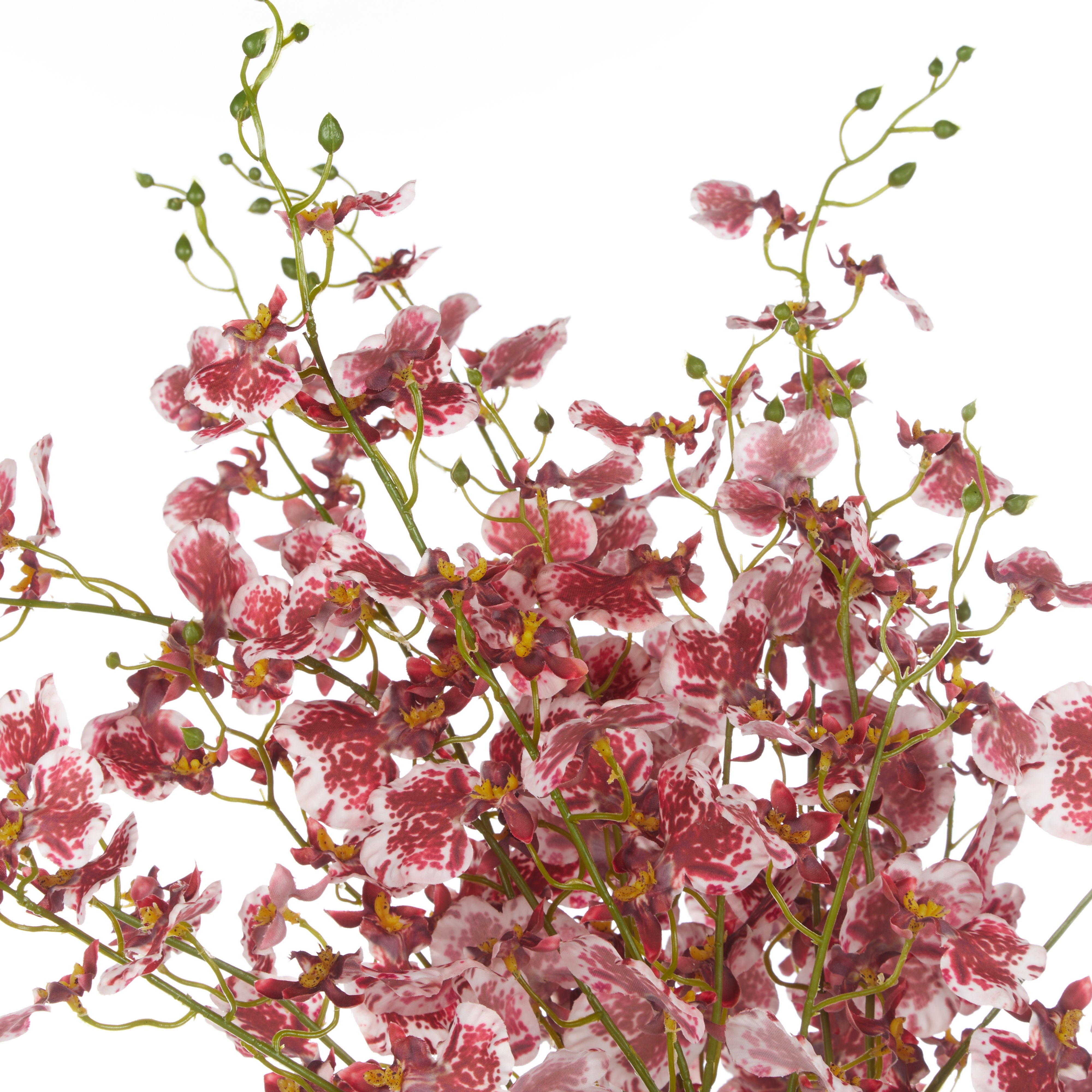 Rogue Dancing Orchid - Rachel Vase Burgundy & Clear