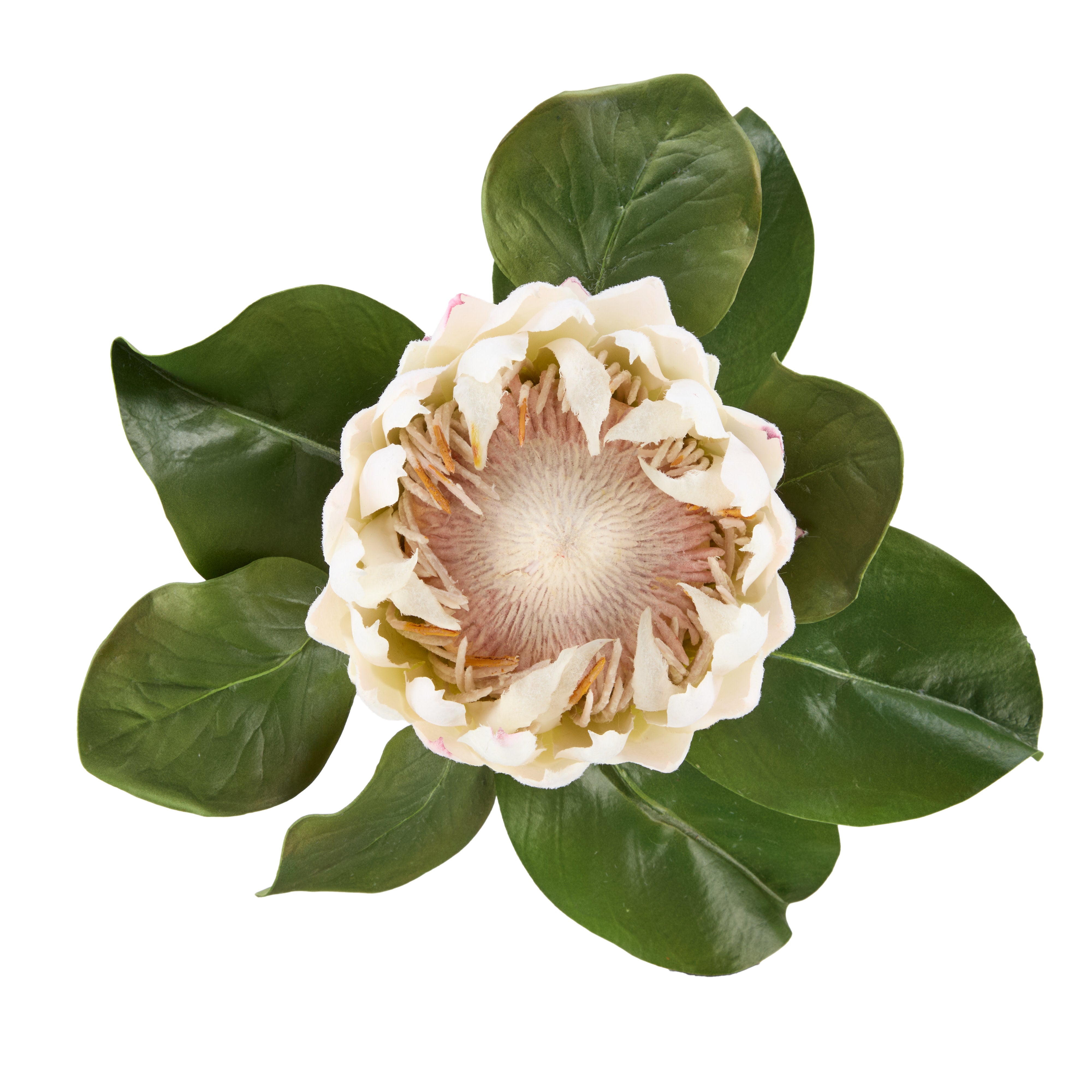 Rogue Grand Protea Stem White