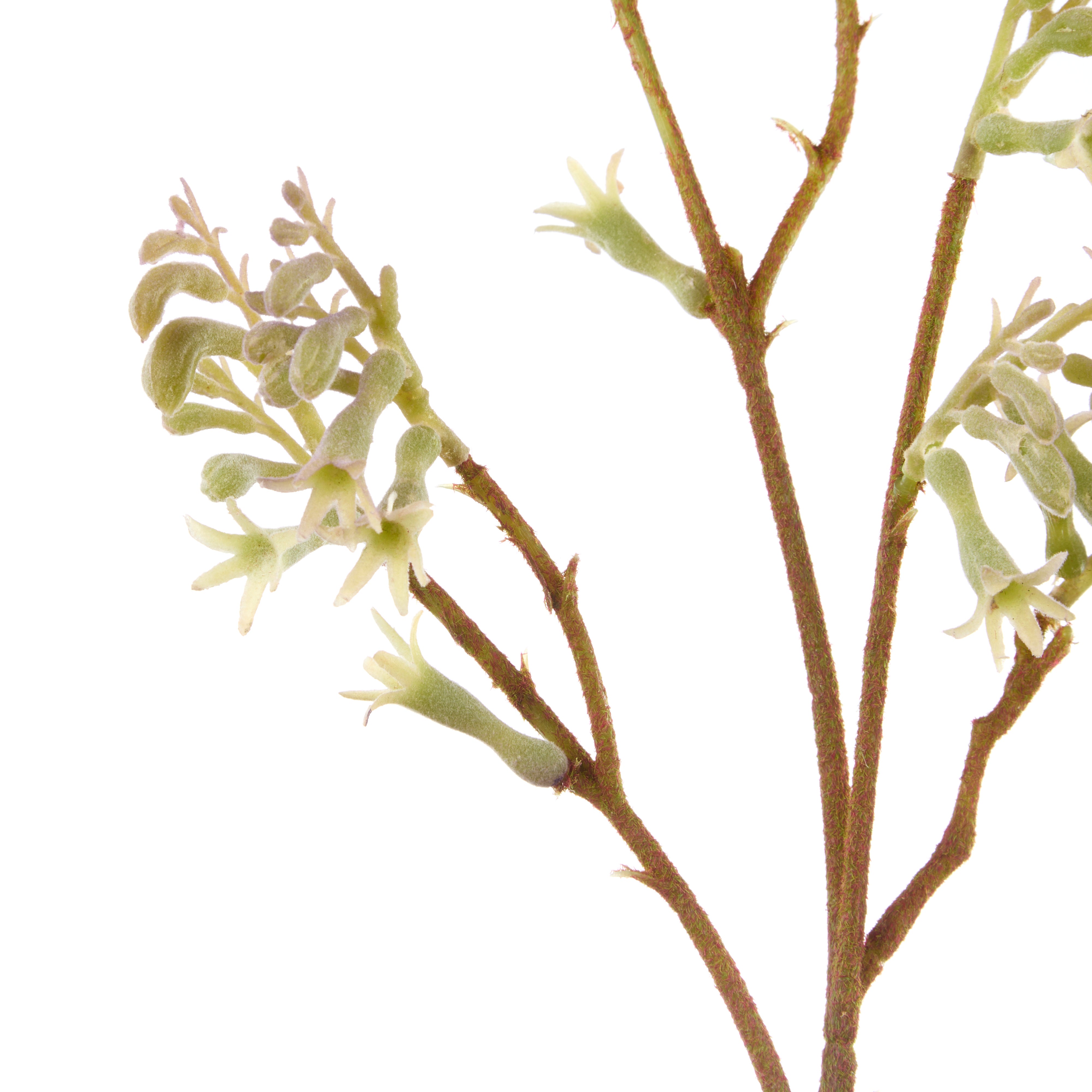Rogue Kangaroo Paw Spray Green