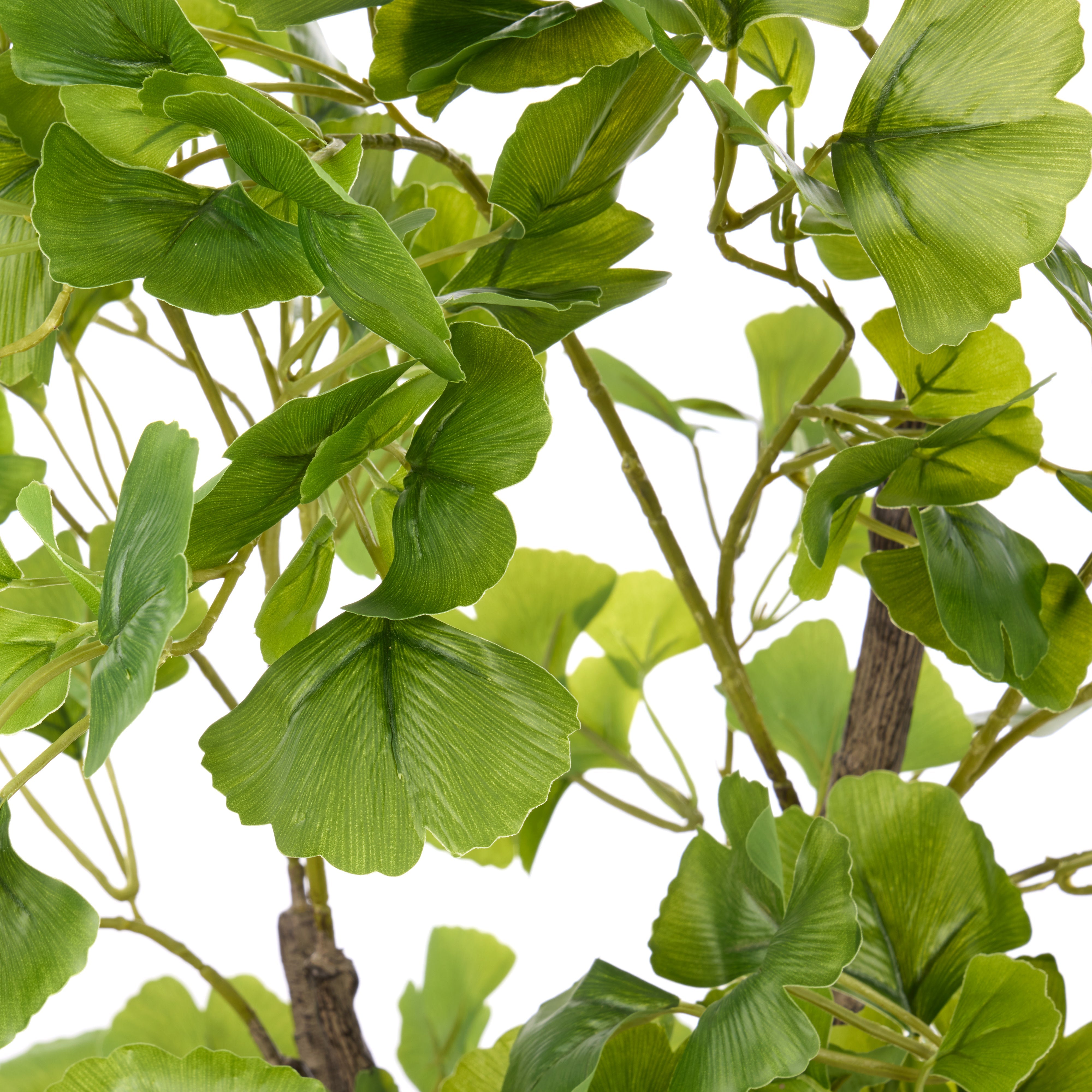 Rogue Ginkgo Tree 117cm