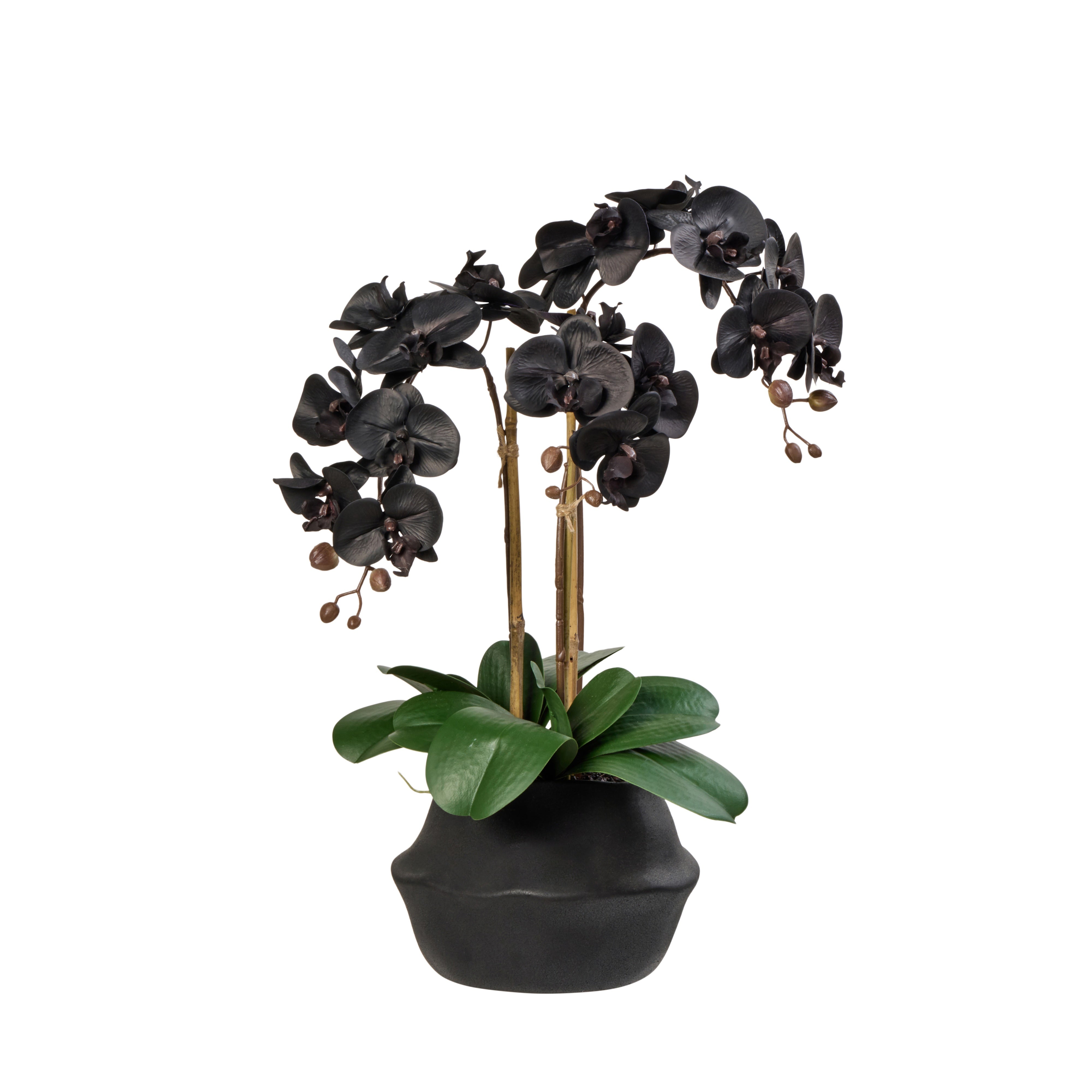 Rogue Phalaenopsis Plant - Maliah Pot 60cm