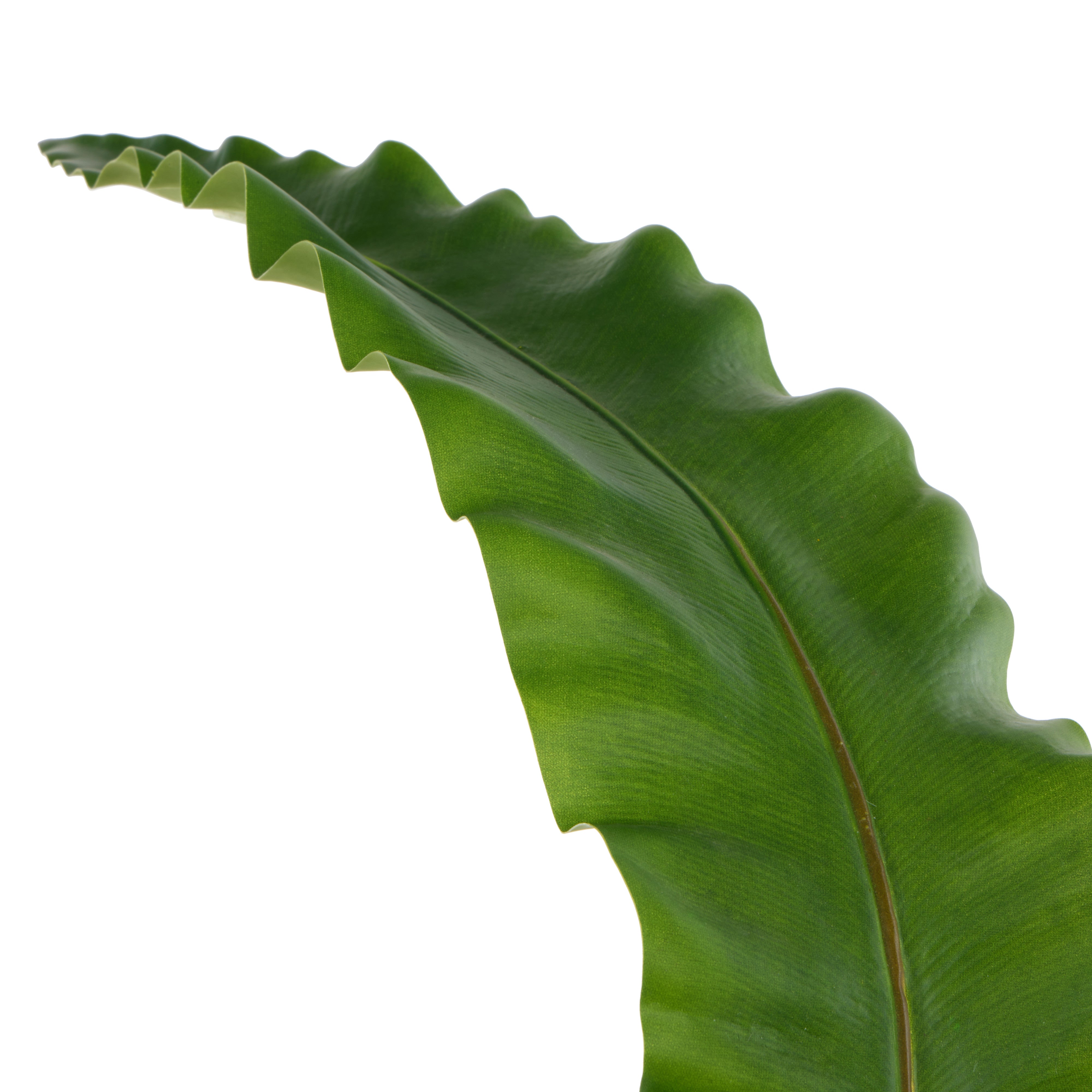 Rogue Fern Leaf 116cm