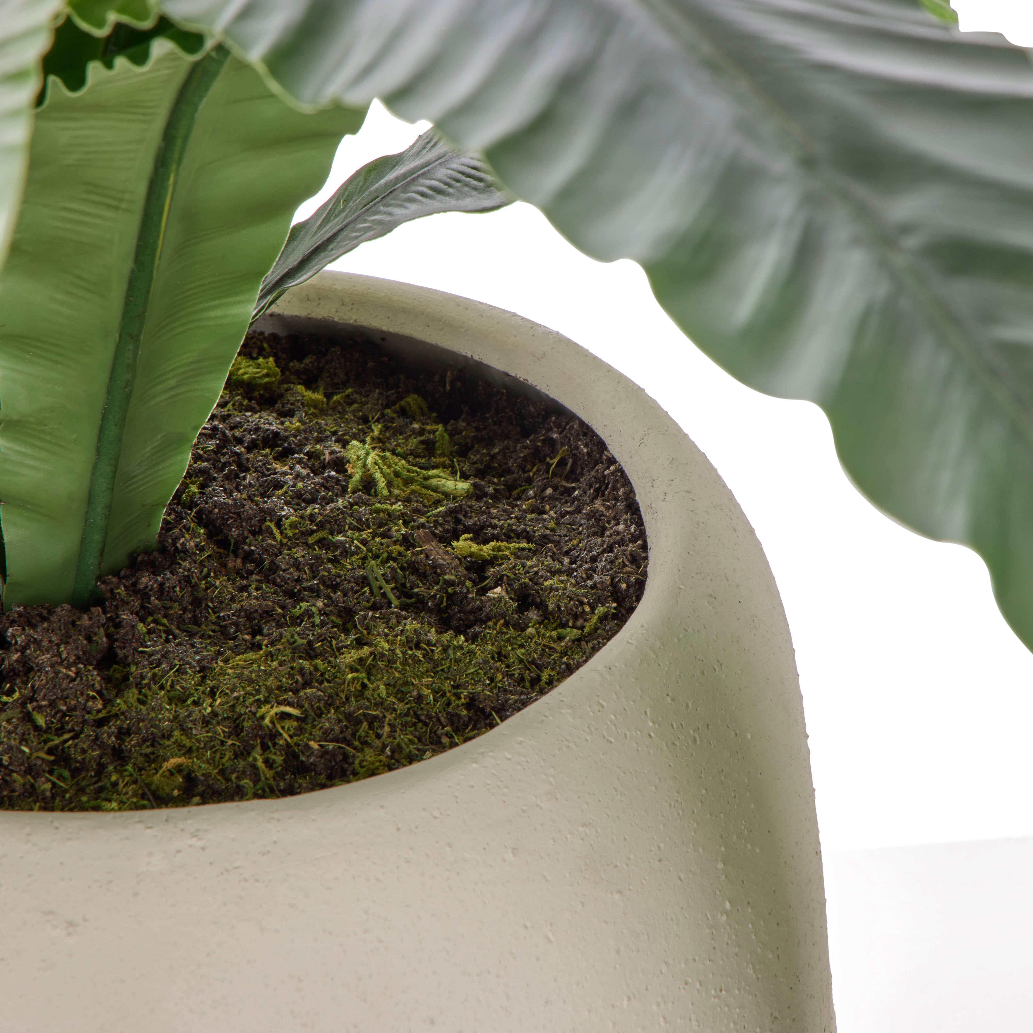 Rogue Bird's Nest Fern - Lyon UV 55cm