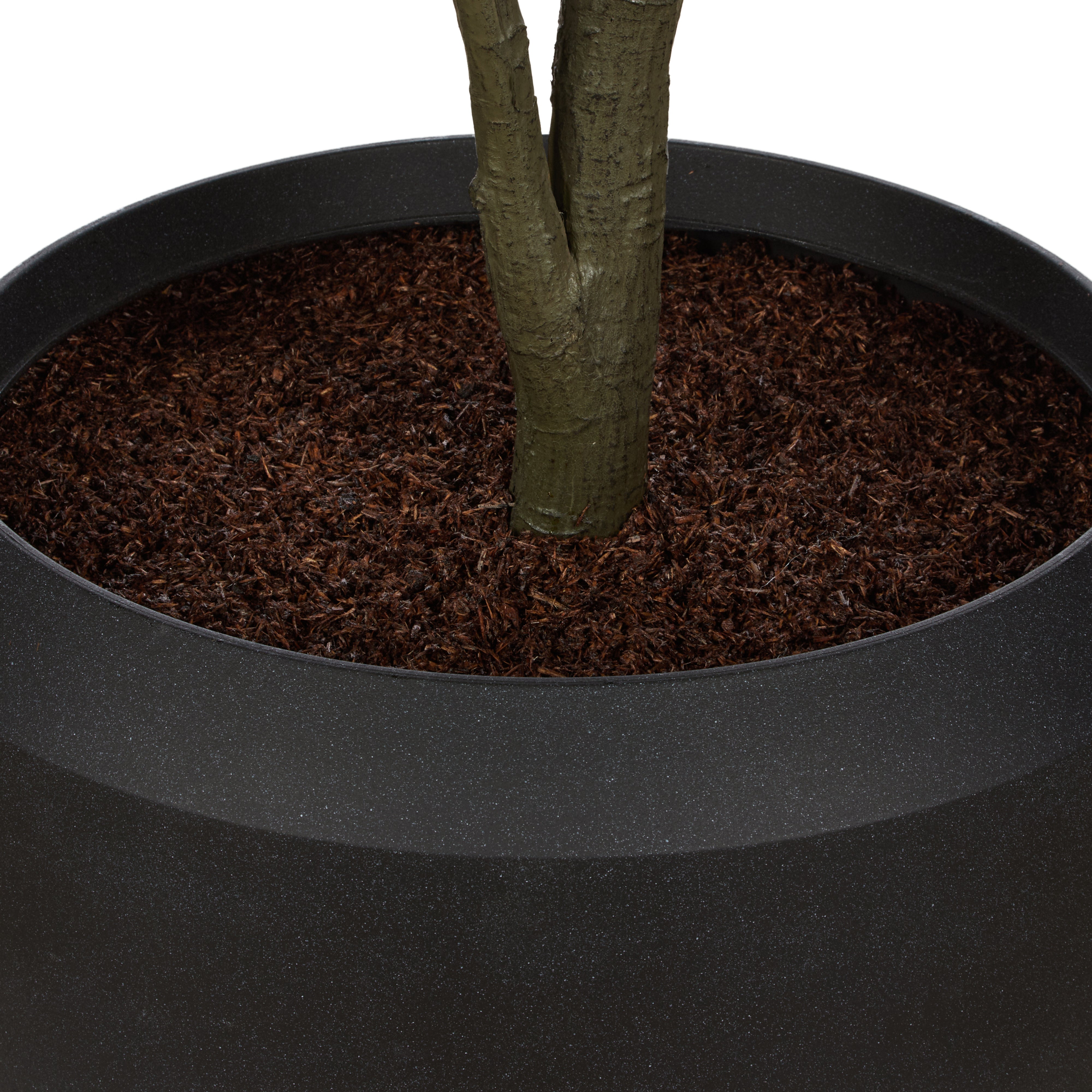 Rogue Giant Fiddle Plant - Vienna Planter 120 x 250cm